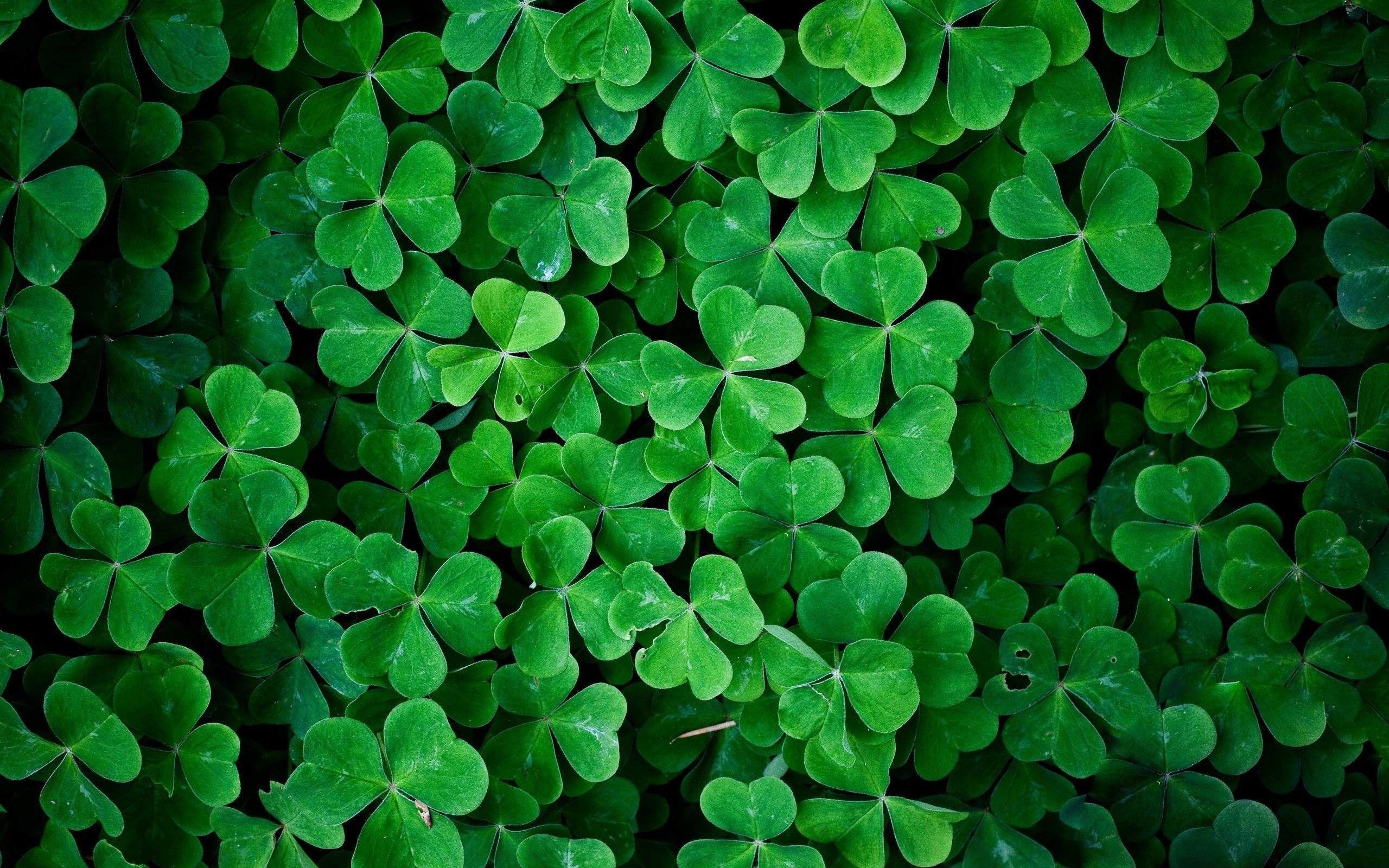 Shamrock Wallpapers Top Free Shamrock Backgrounds WallpaperAccess