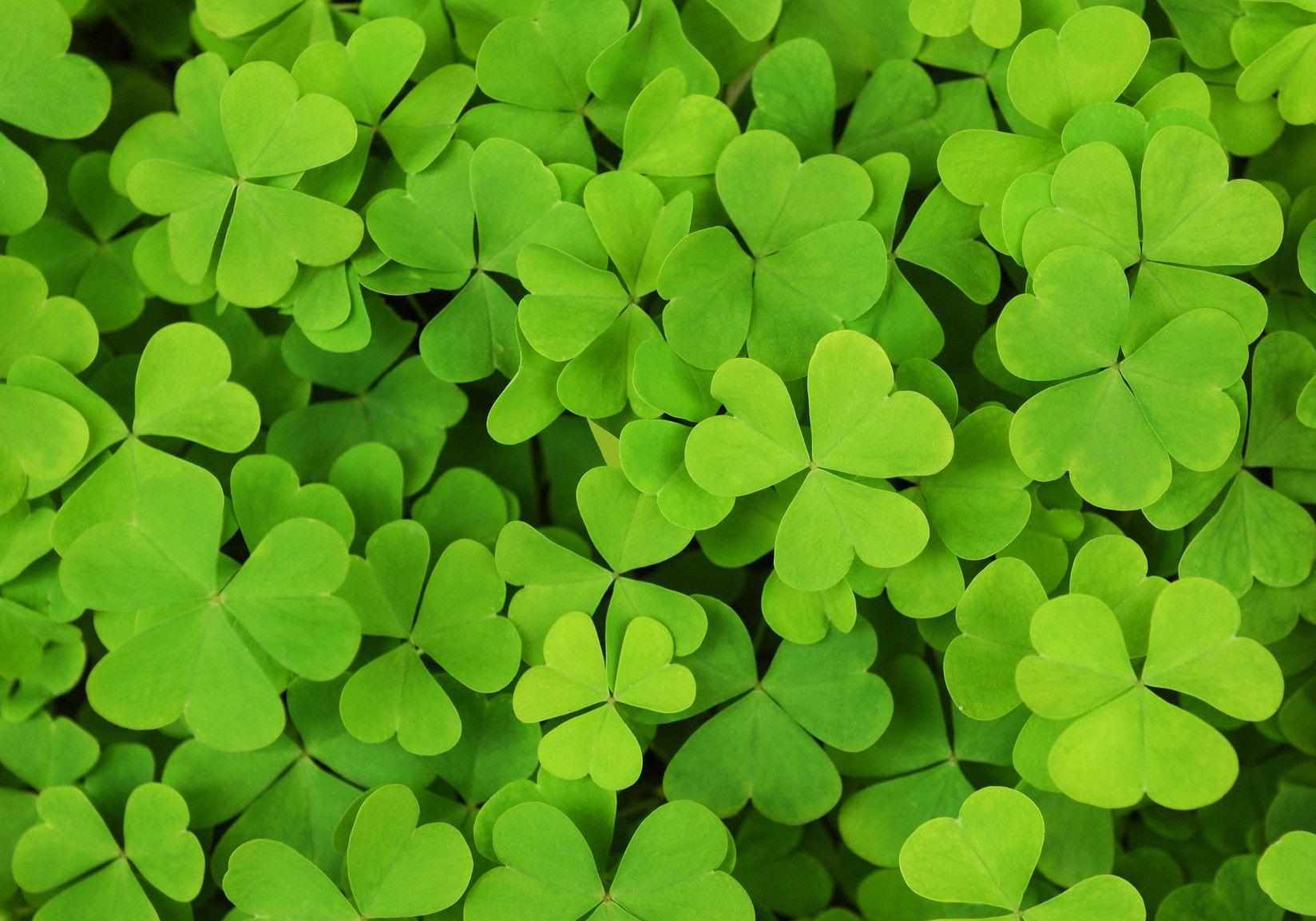 Shamrock Wallpapers Top Free Shamrock Backgrounds WallpaperAccess