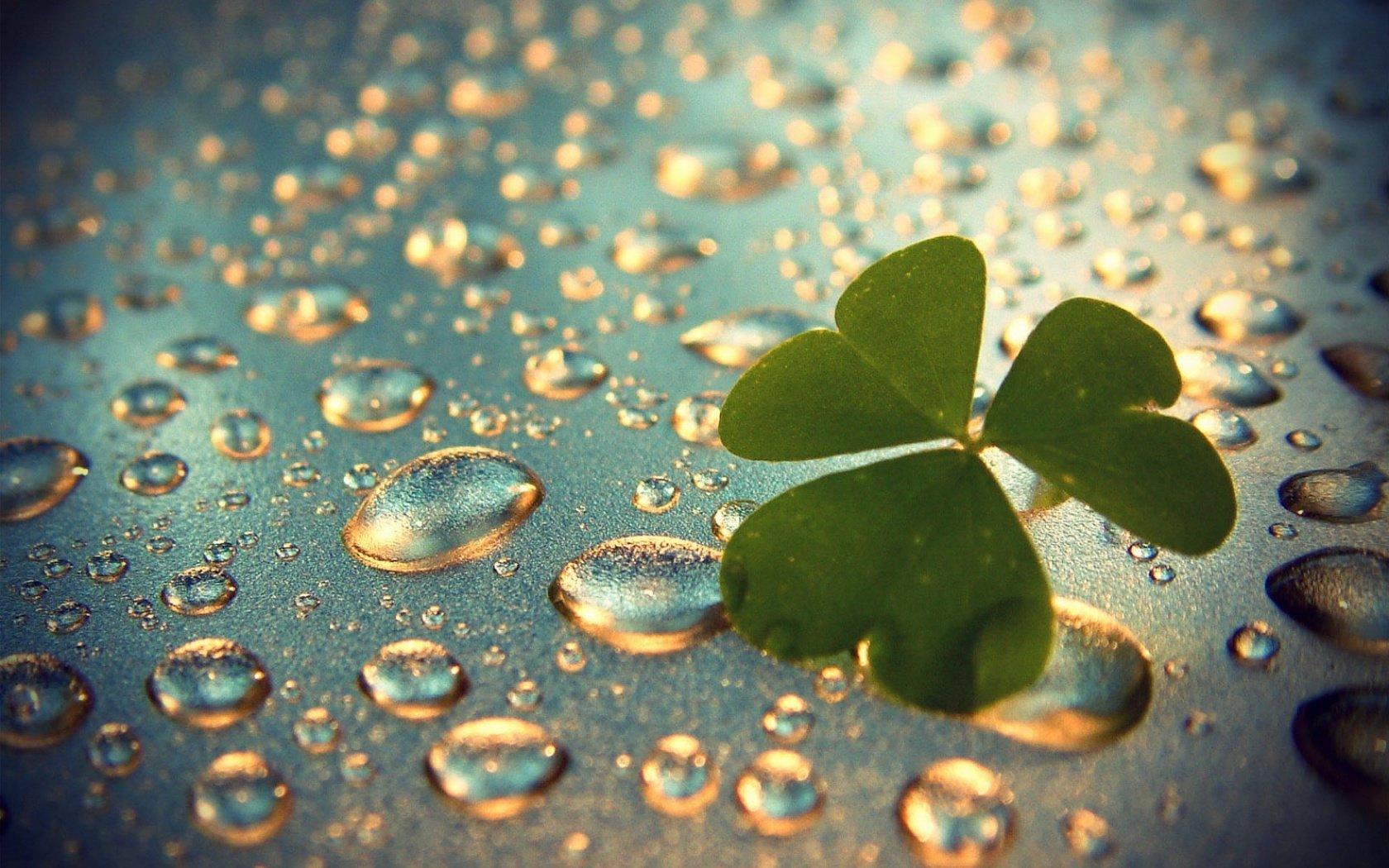 Shamrock Wallpapers Top Free Shamrock Backgrounds WallpaperAccess