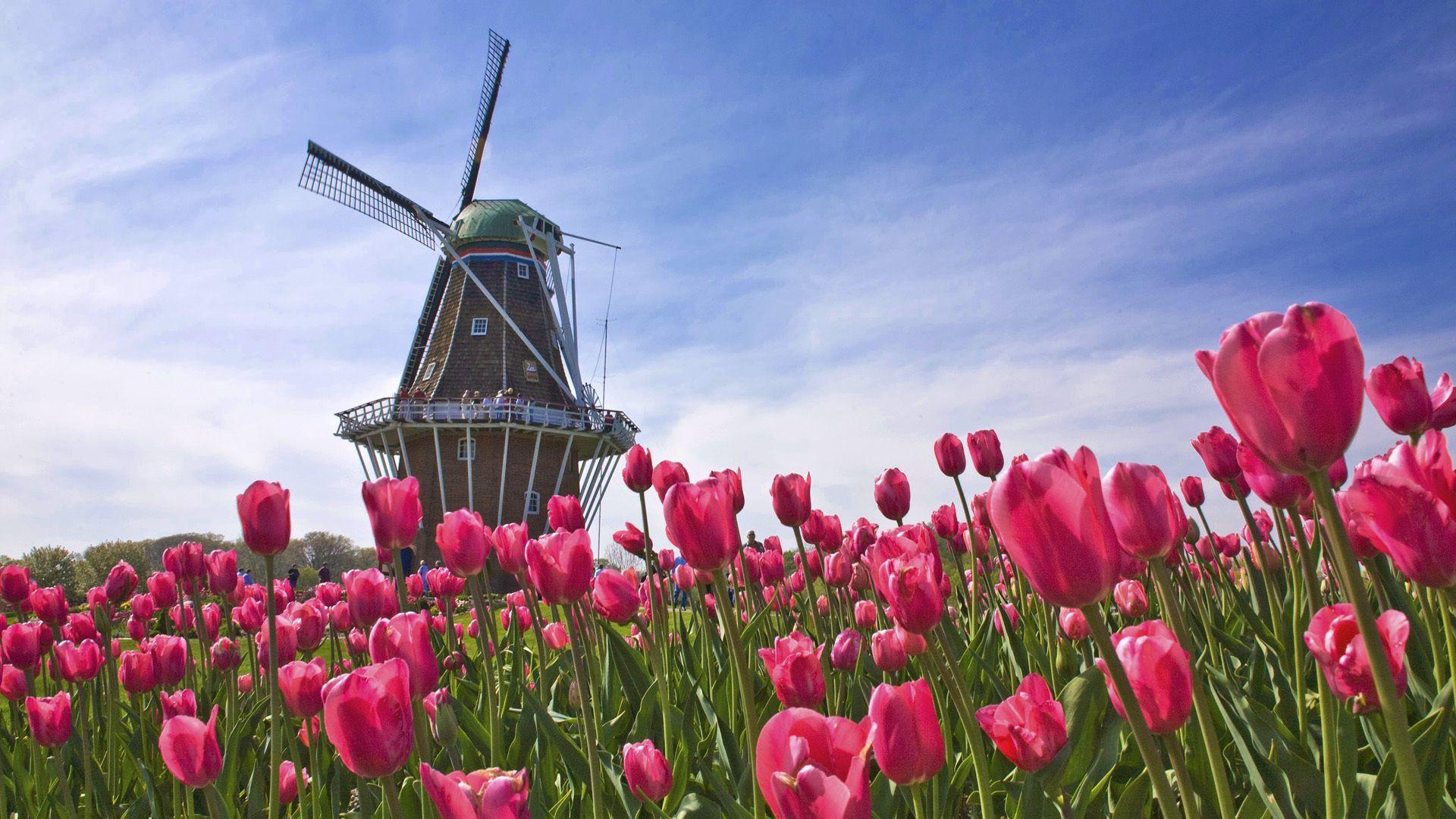 Holland Wallpapers Top Free Holland Backgrounds WallpaperAccess