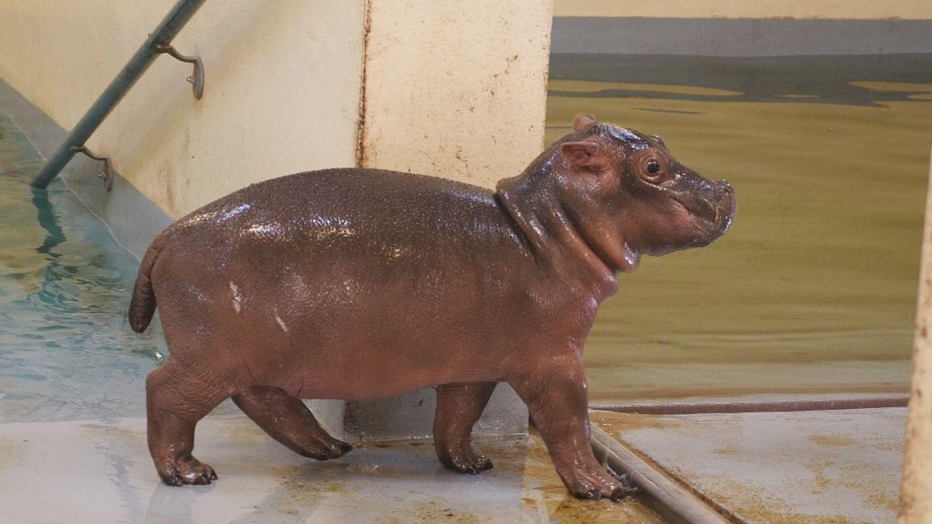 Baby Hippo Wallpapers Top Free Baby Hippo Backgrounds WallpaperAccess