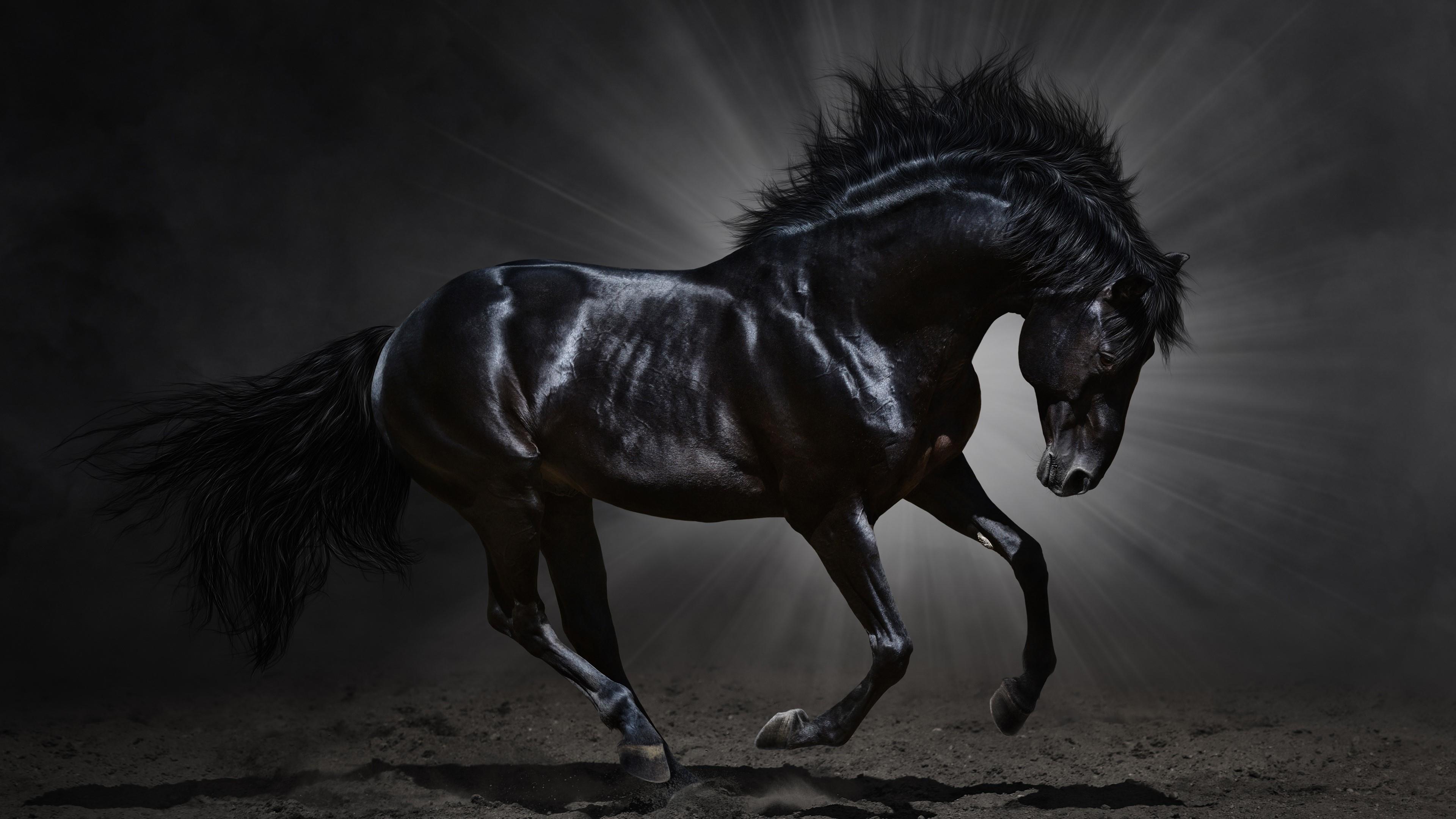 Black Horse Wallpapers Top Free Black Horse Backgrounds WallpaperAccess