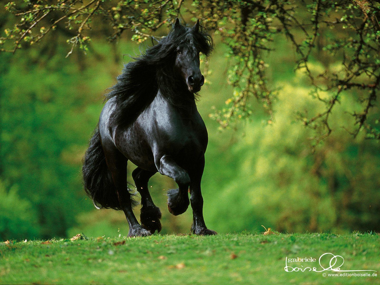 Black Horse Wallpapers Top Free Black Horse Backgrounds WallpaperAccess