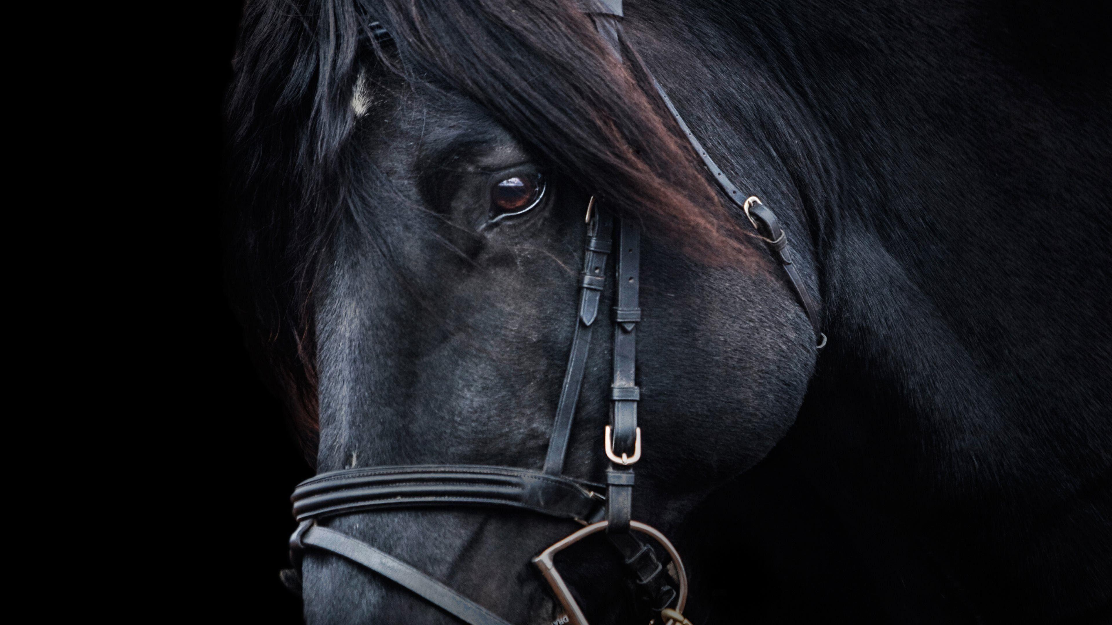 Black Horse Wallpapers Top Free Black Horse Backgrounds WallpaperAccess