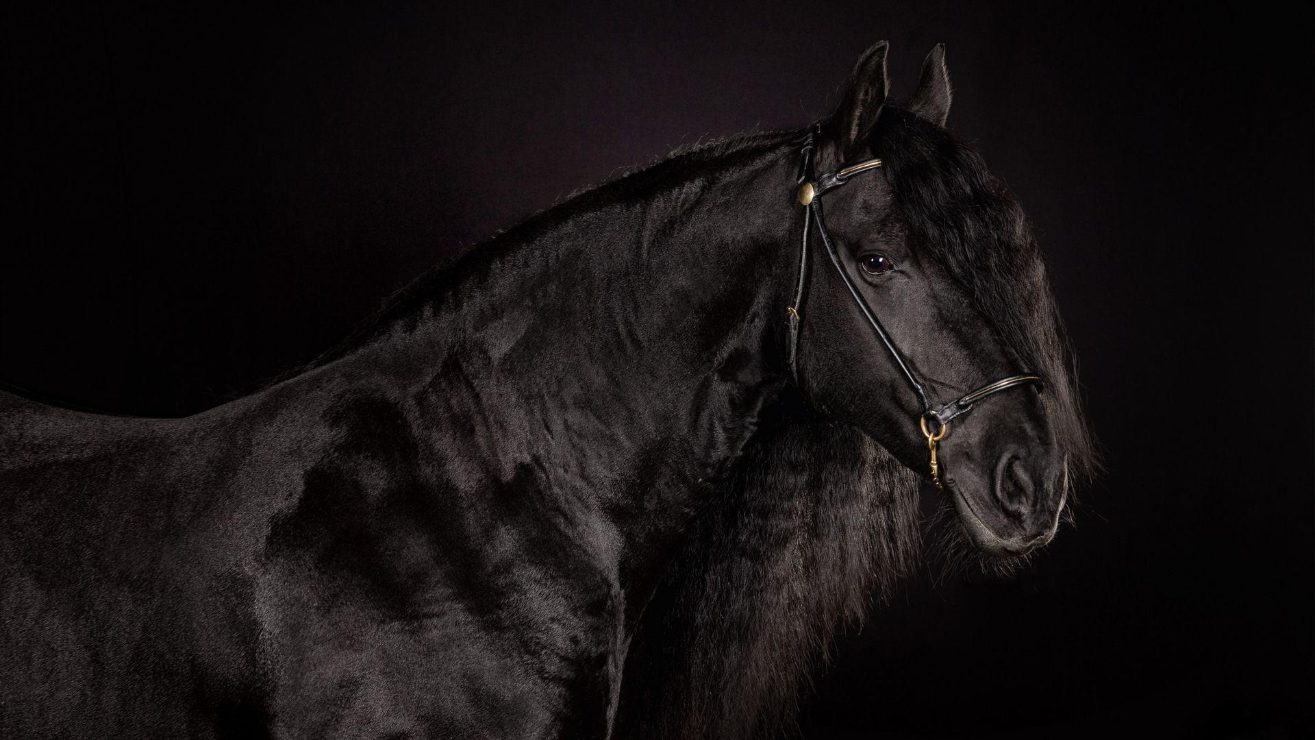 Black Horse Wallpapers Top Free Black Horse Backgrounds WallpaperAccess
