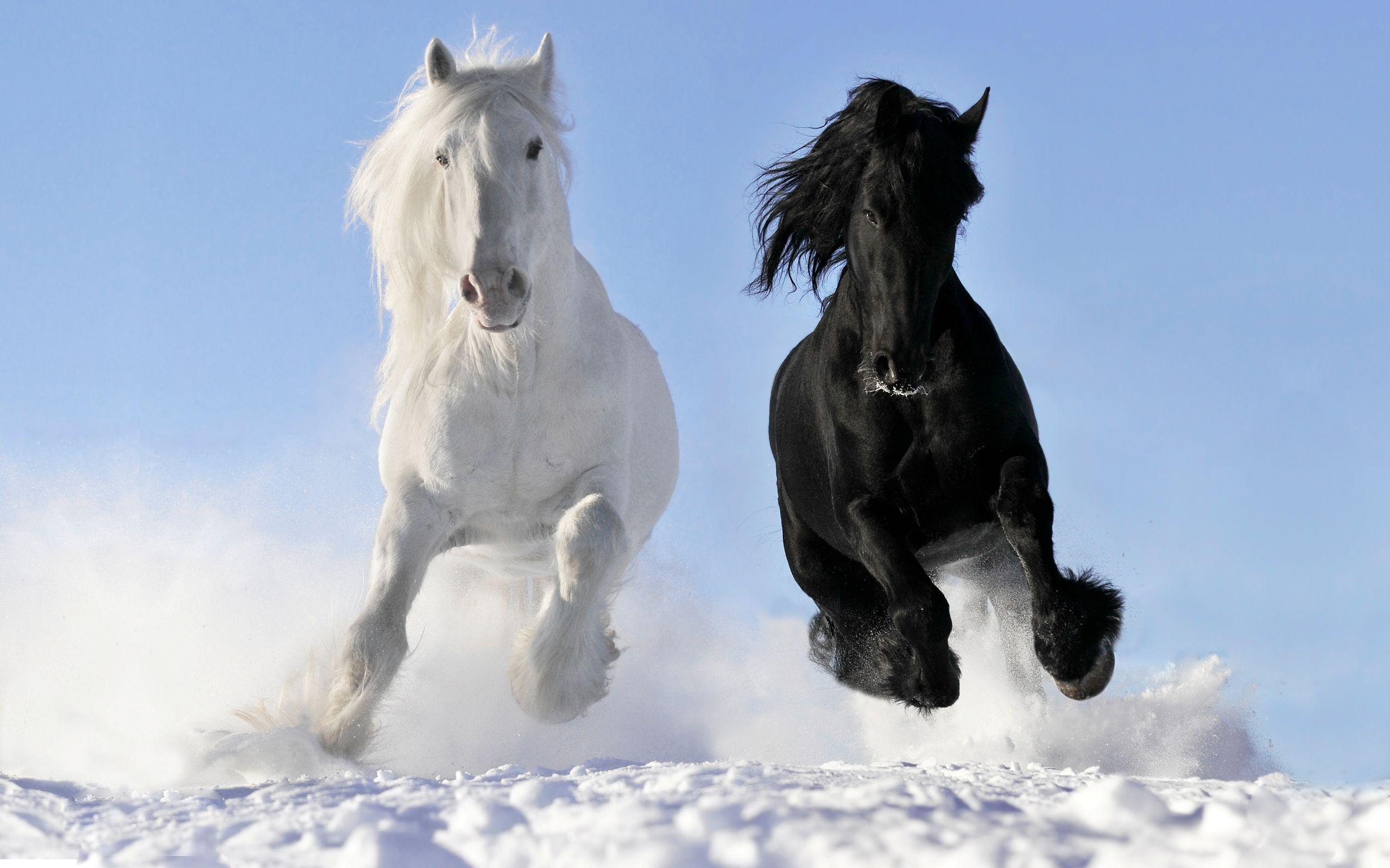 Black Horse Wallpapers Top Free Black Horse Backgrounds WallpaperAccess