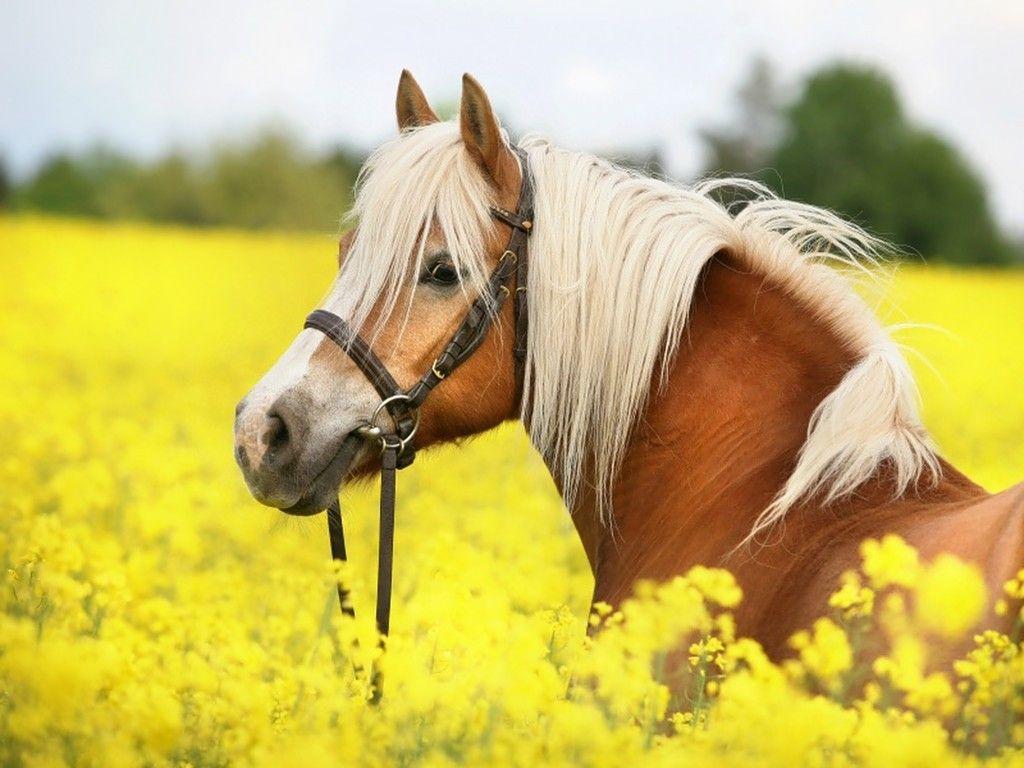 Cute Horse Wallpapers Top Free Cute Horse Backgrounds WallpaperAccess