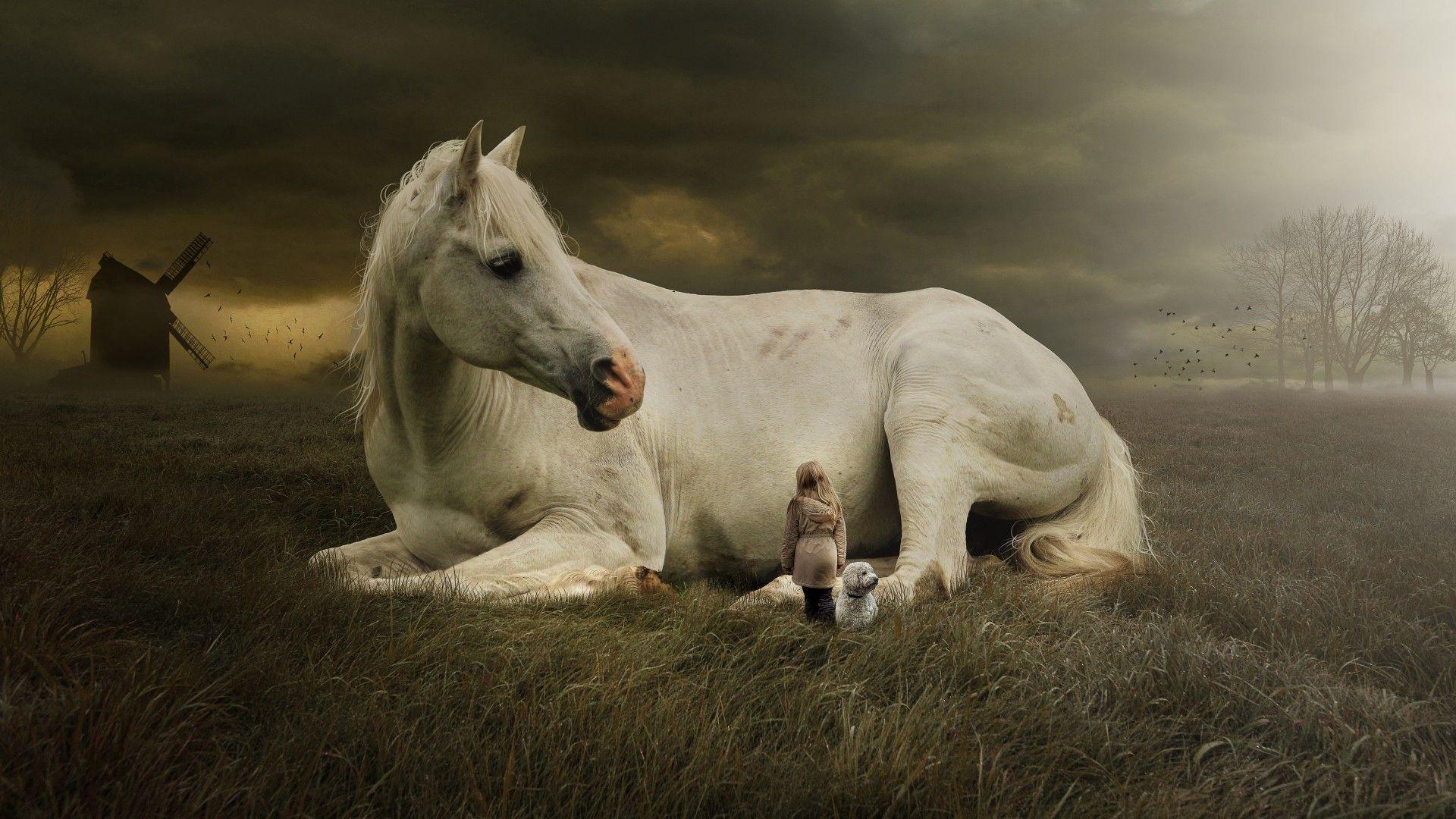 White Horse Wallpapers Top Free White Horse Backgrounds WallpaperAccess