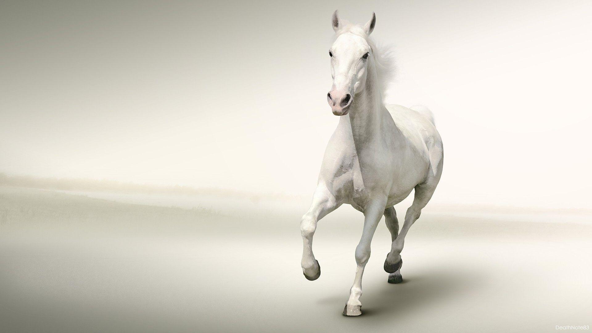 White Horse HD Wallpapers Top Free White Horse HD Backgrounds