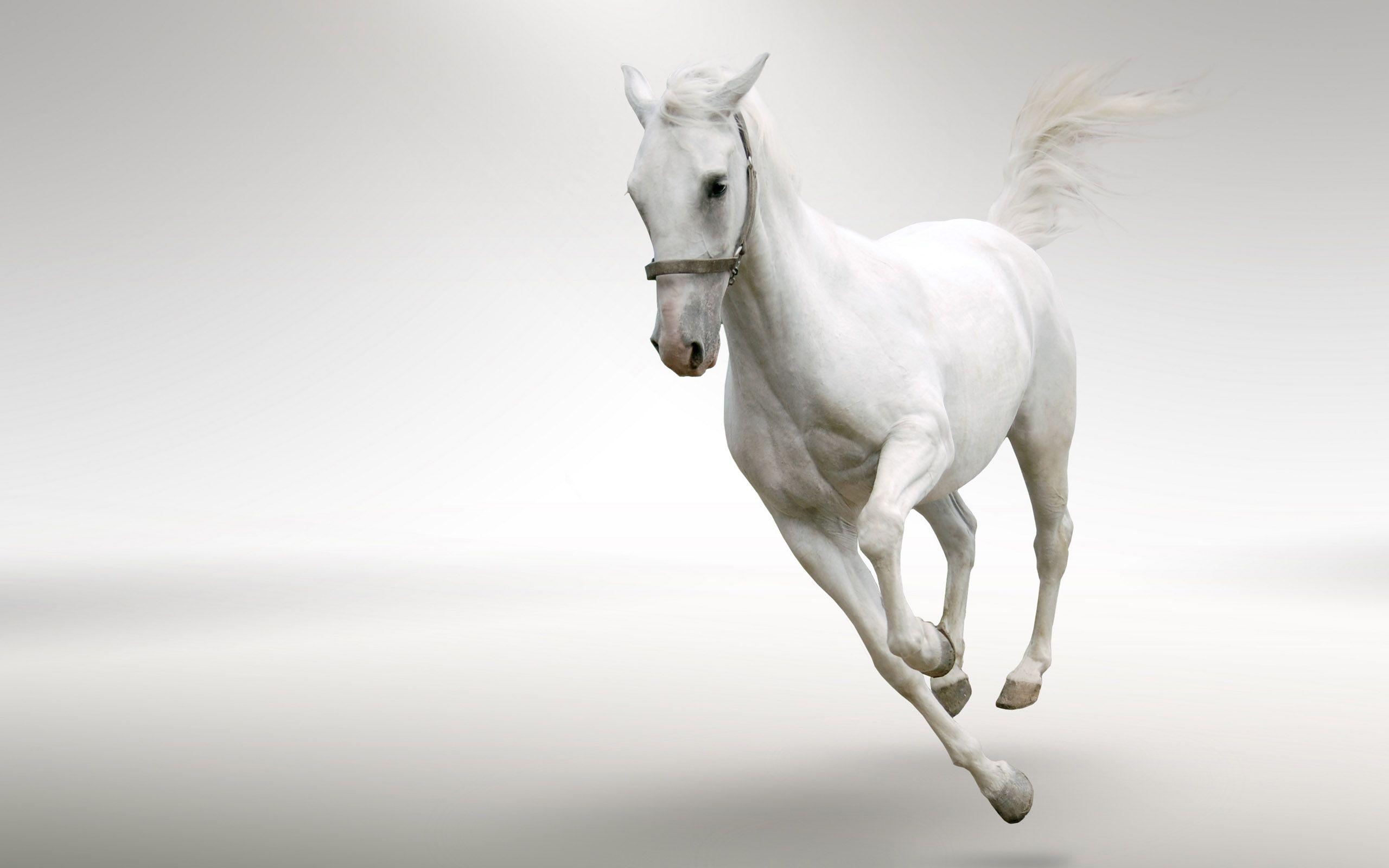 White Horse Wallpapers Top Free White Horse Backgrounds WallpaperAccess