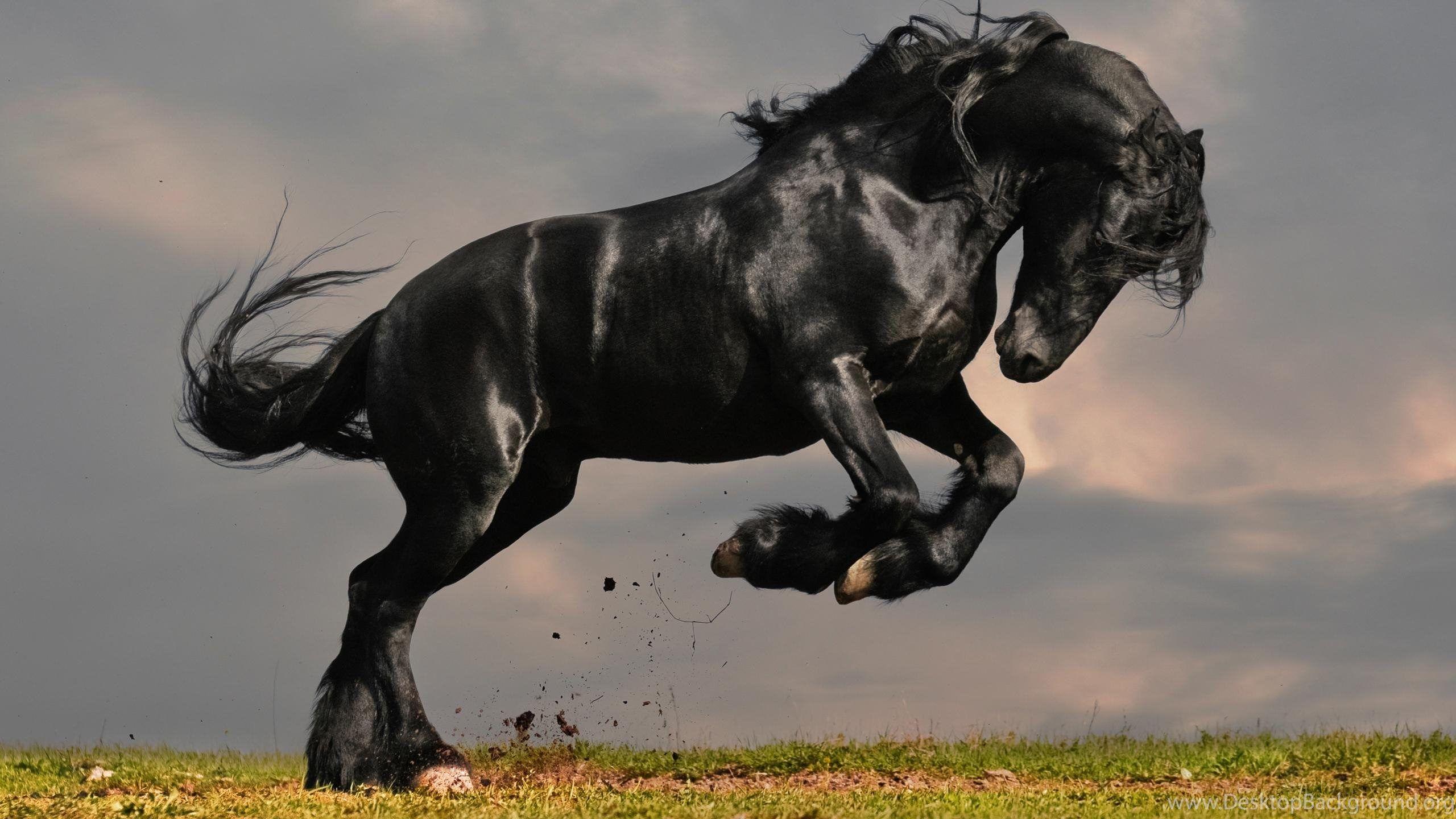 Black Horse Wallpapers Top Free Black Horse Backgrounds WallpaperAccess