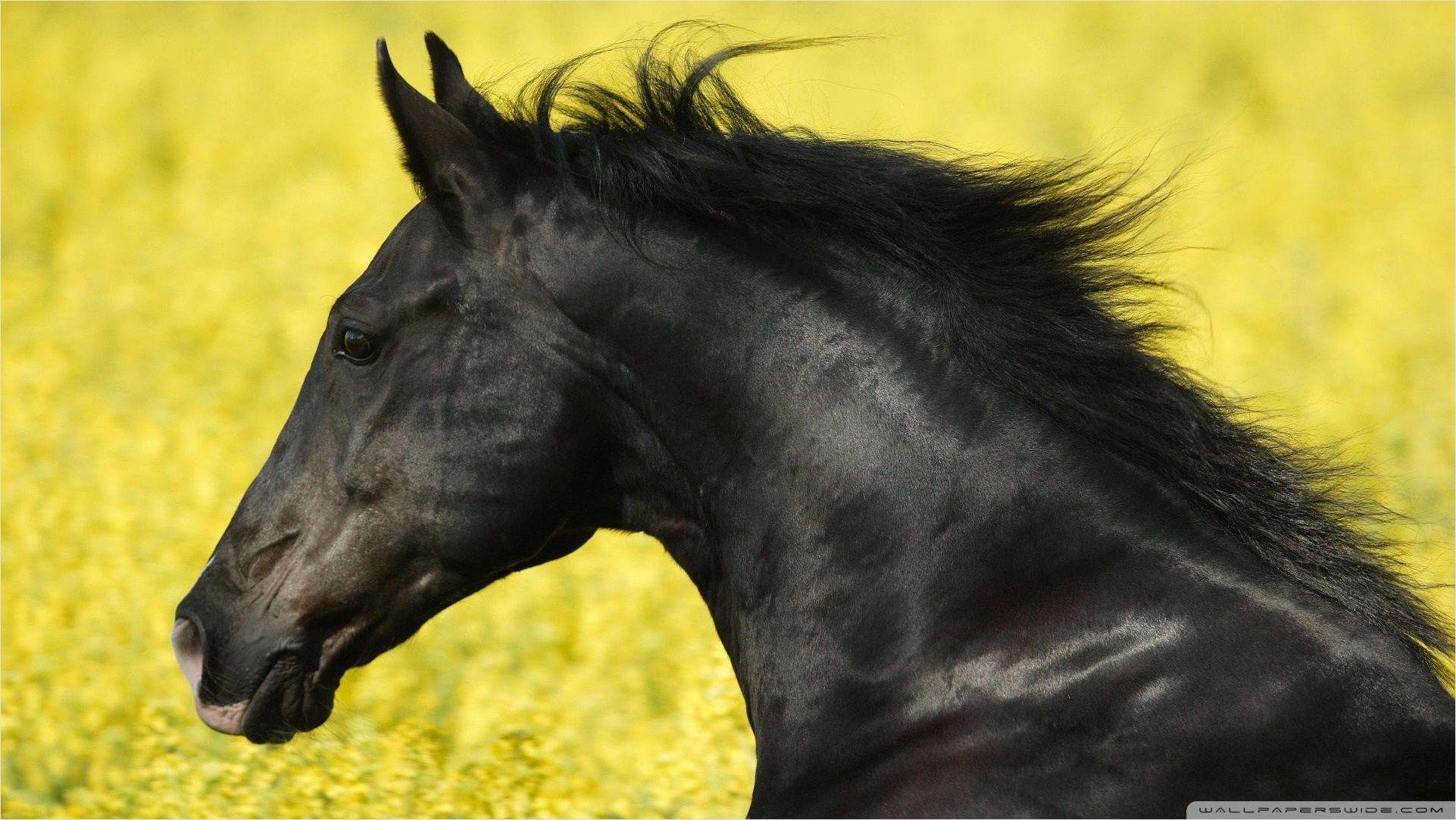 Black Horse Wallpapers Top Free Black Horse Backgrounds WallpaperAccess