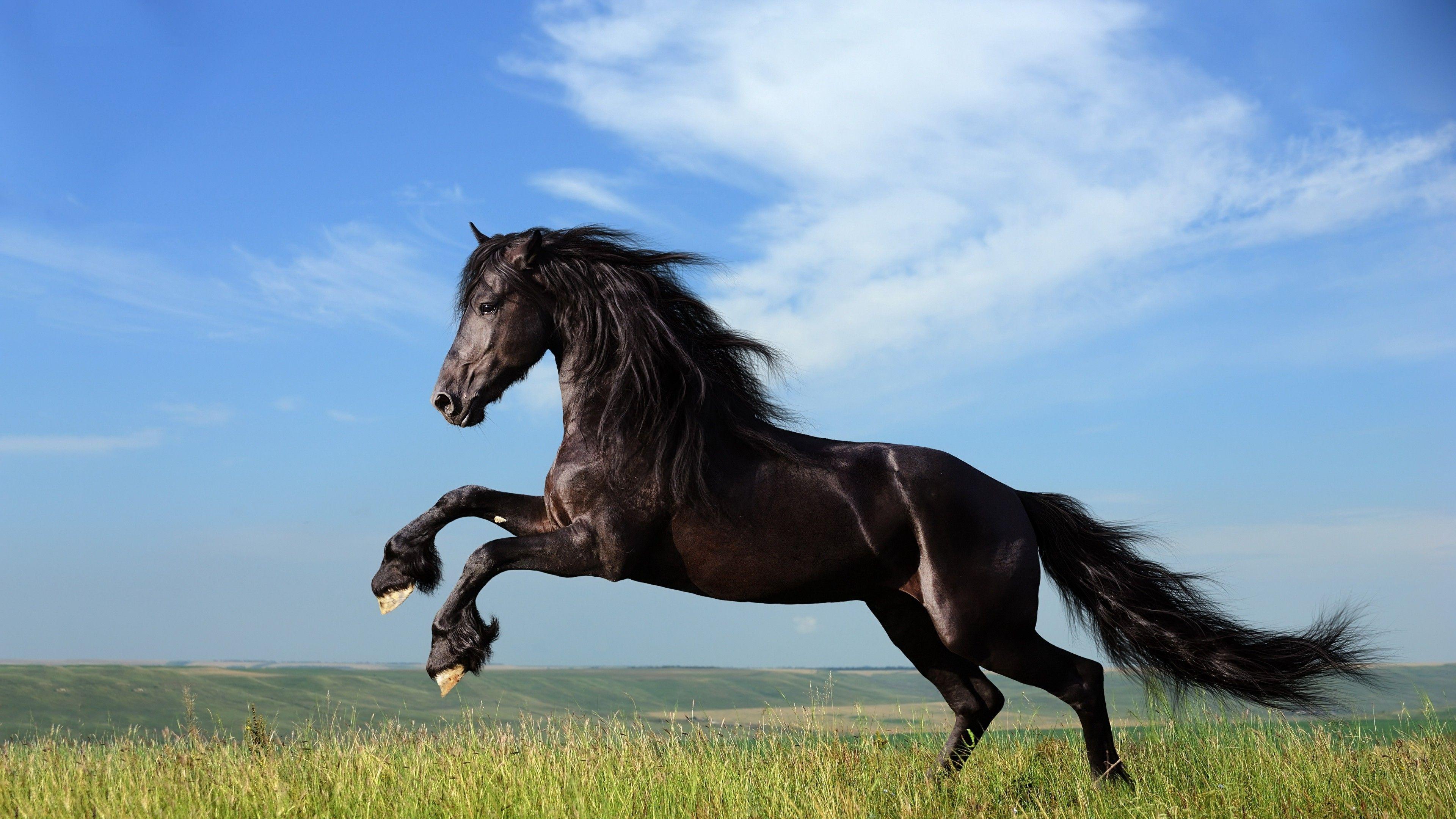 Black Horse Wallpapers Top Free Black Horse Backgrounds WallpaperAccess