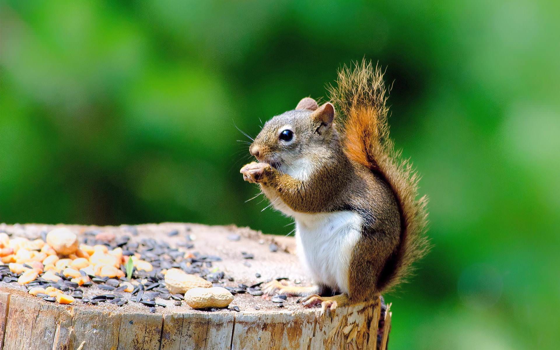 Foamy the Squirrel Desktop Wallpapers Top Free Foamy the Squirrel