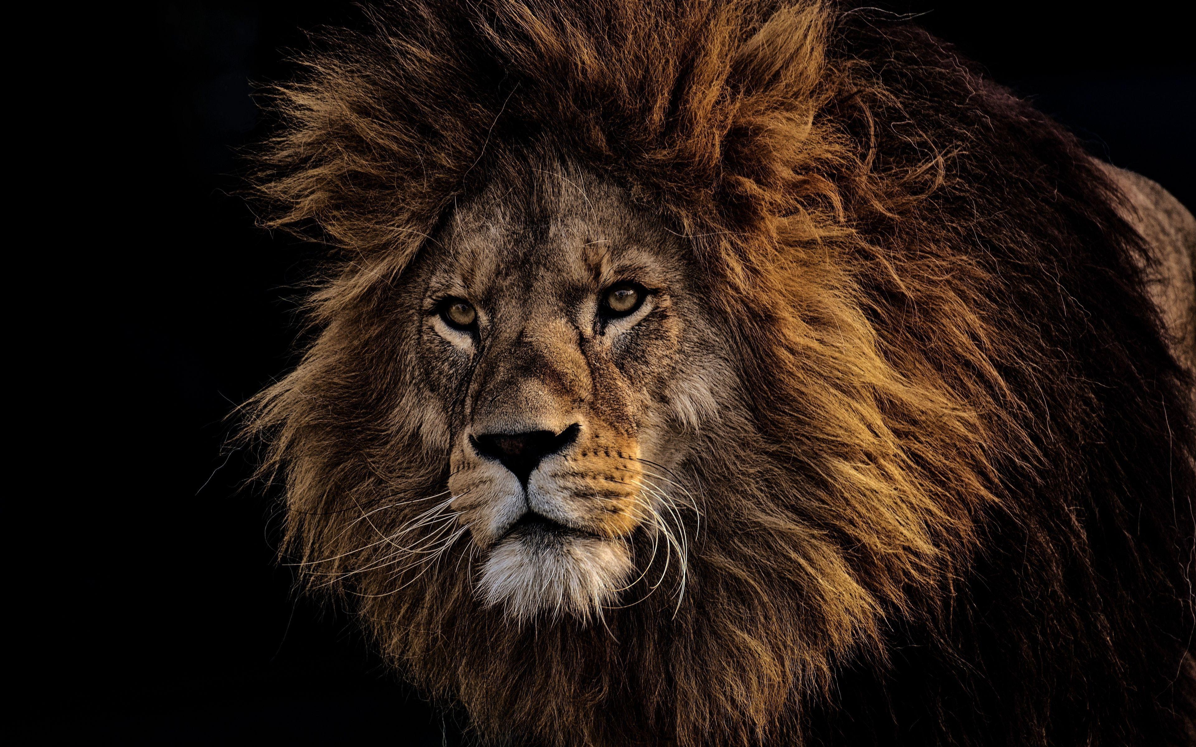 4K Ultra HD Lion Wallpapers Top Free 4K Ultra HD Lion Backgrounds