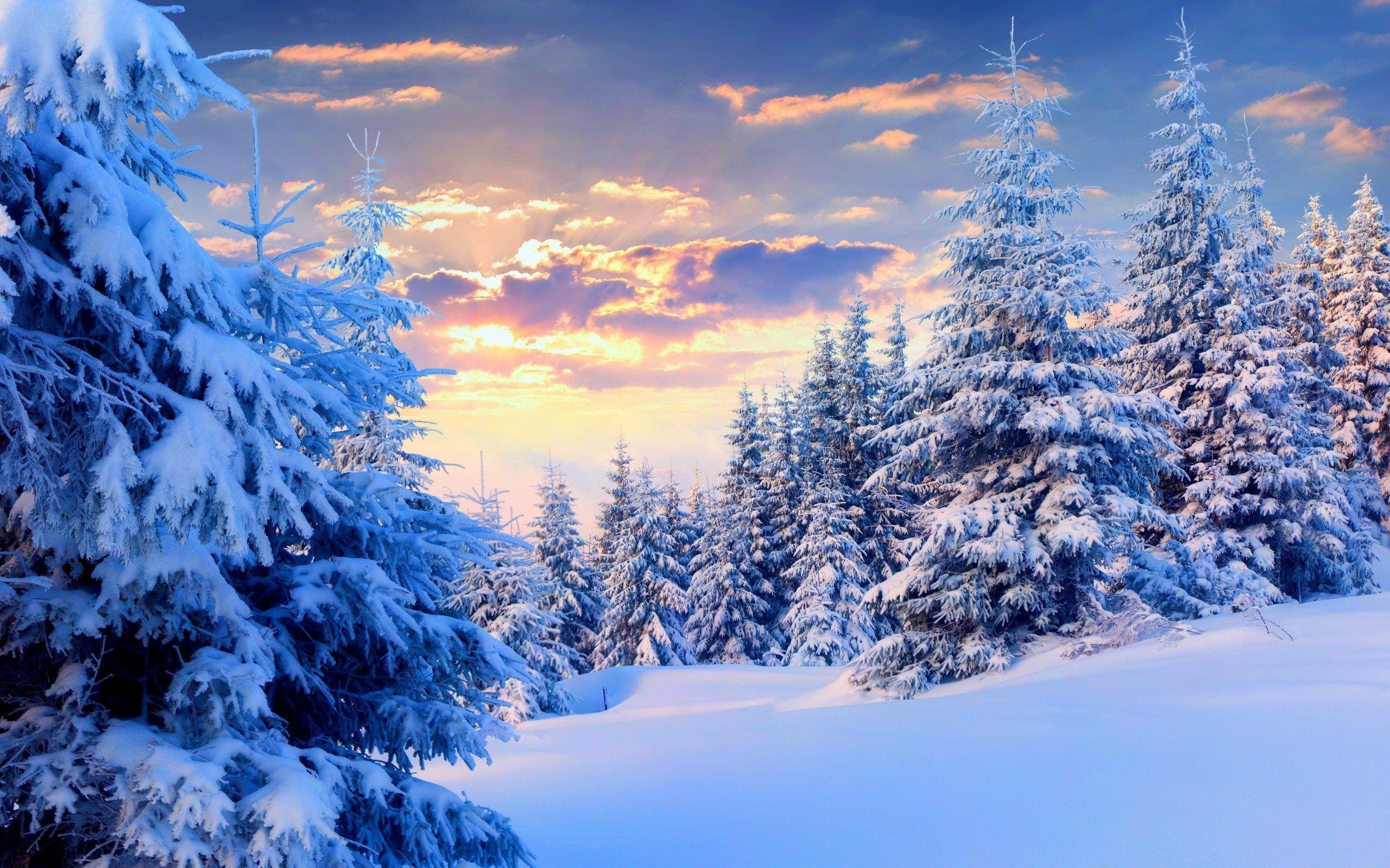 Winter Forest Wallpapers Top Free Winter Forest Backgrounds