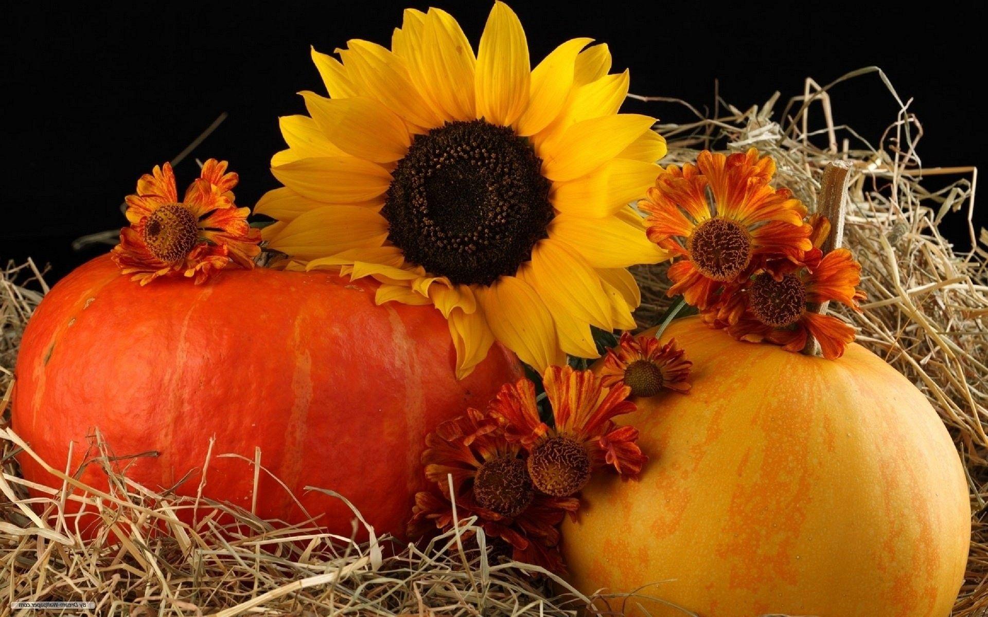 Beautiful Fall Sunflower Wallpapers Top Free Beautiful Fall Sunflower Backgrounds