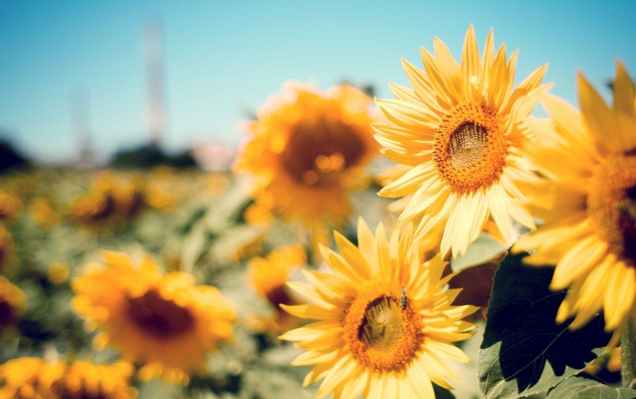 Beautiful Fall Sunflower Wallpapers Top Free Beautiful Fall Sunflower