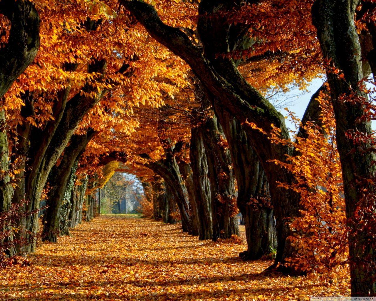 Beautiful Fall Pictures Wallpapers Top Free Beautiful Fall Pictures Backgrounds WallpaperAccess