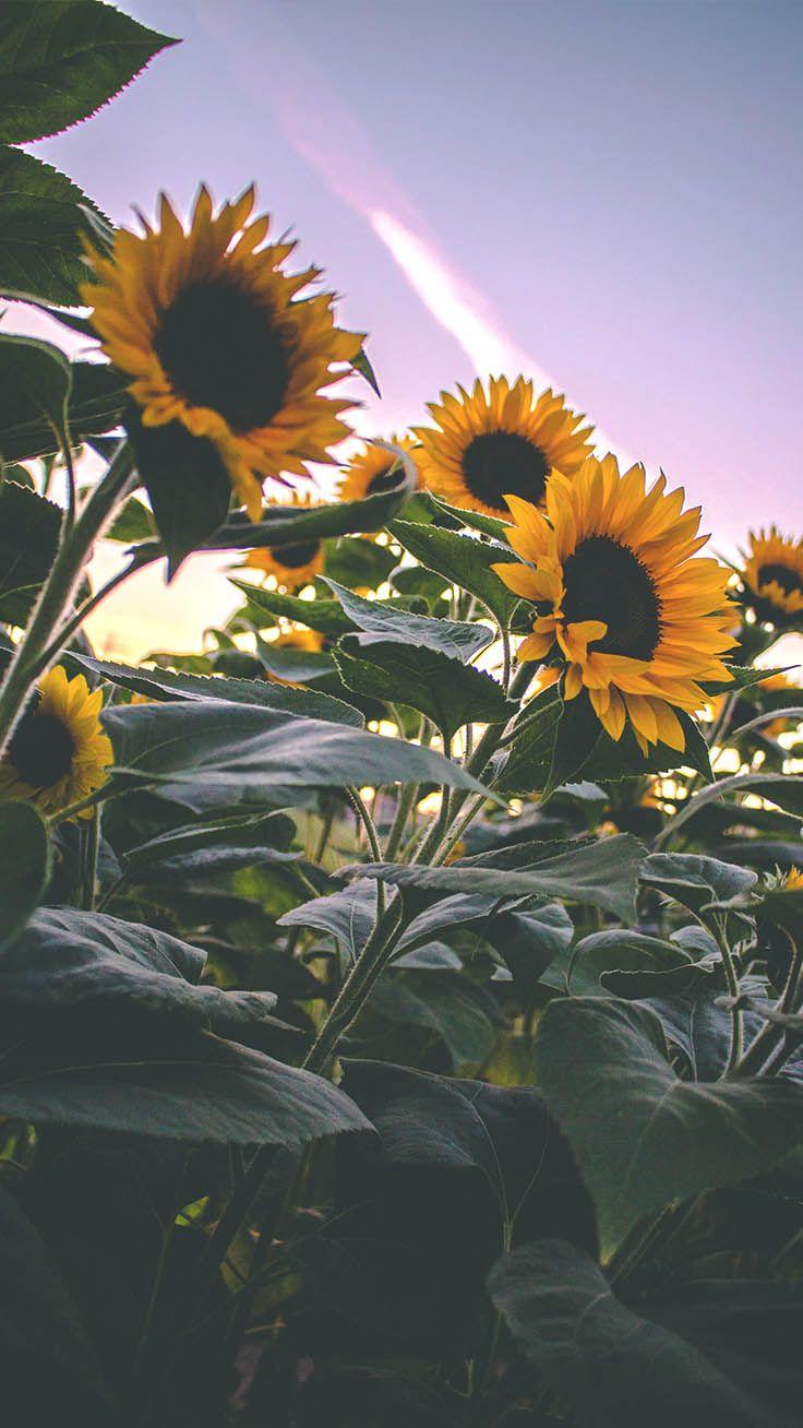Cute Sunflower Wallpapers Top Free Cute Sunflower Backgrounds