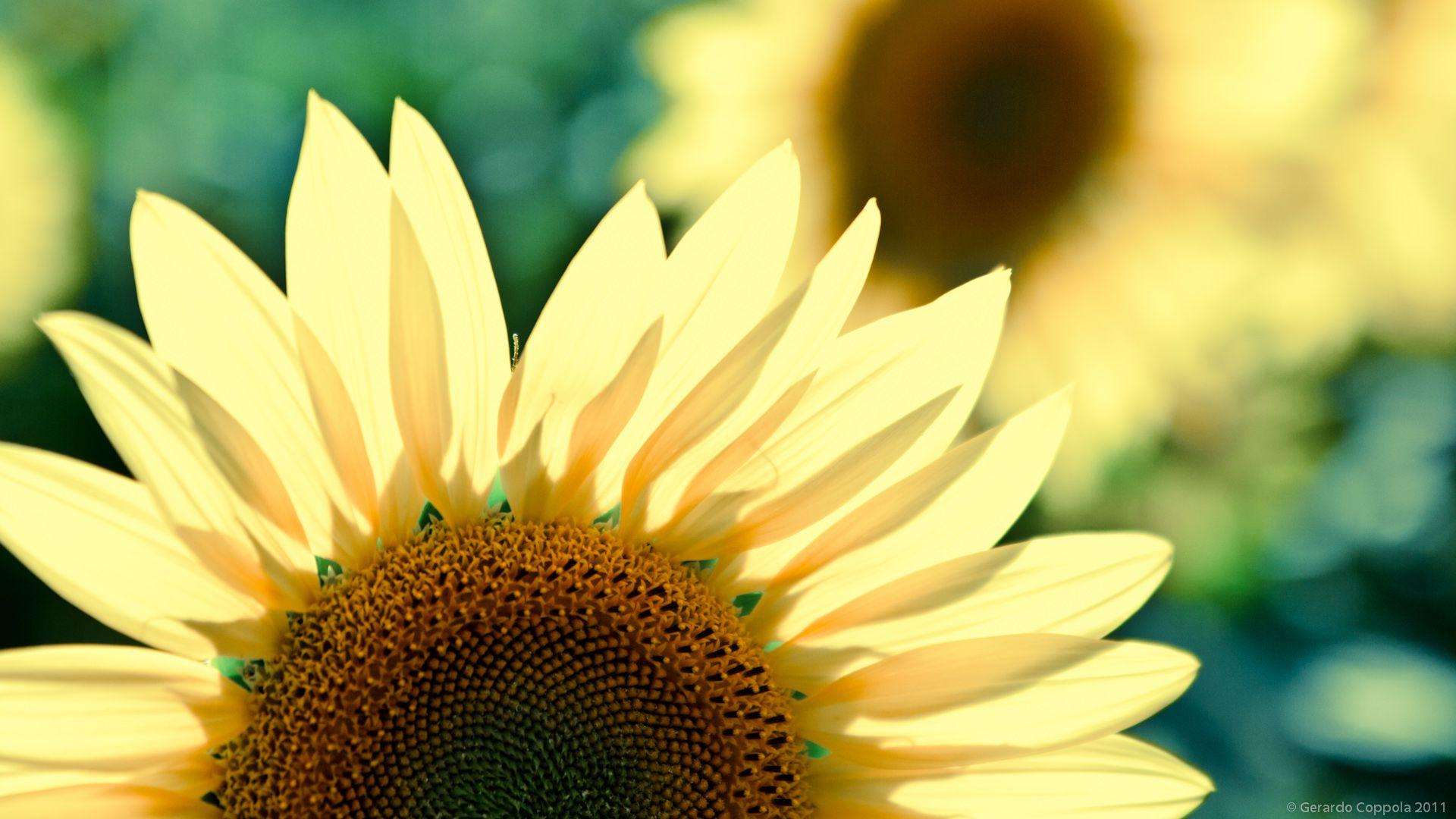 Beautiful Fall Sunflower Wallpapers Top Free Beautiful Fall Sunflower