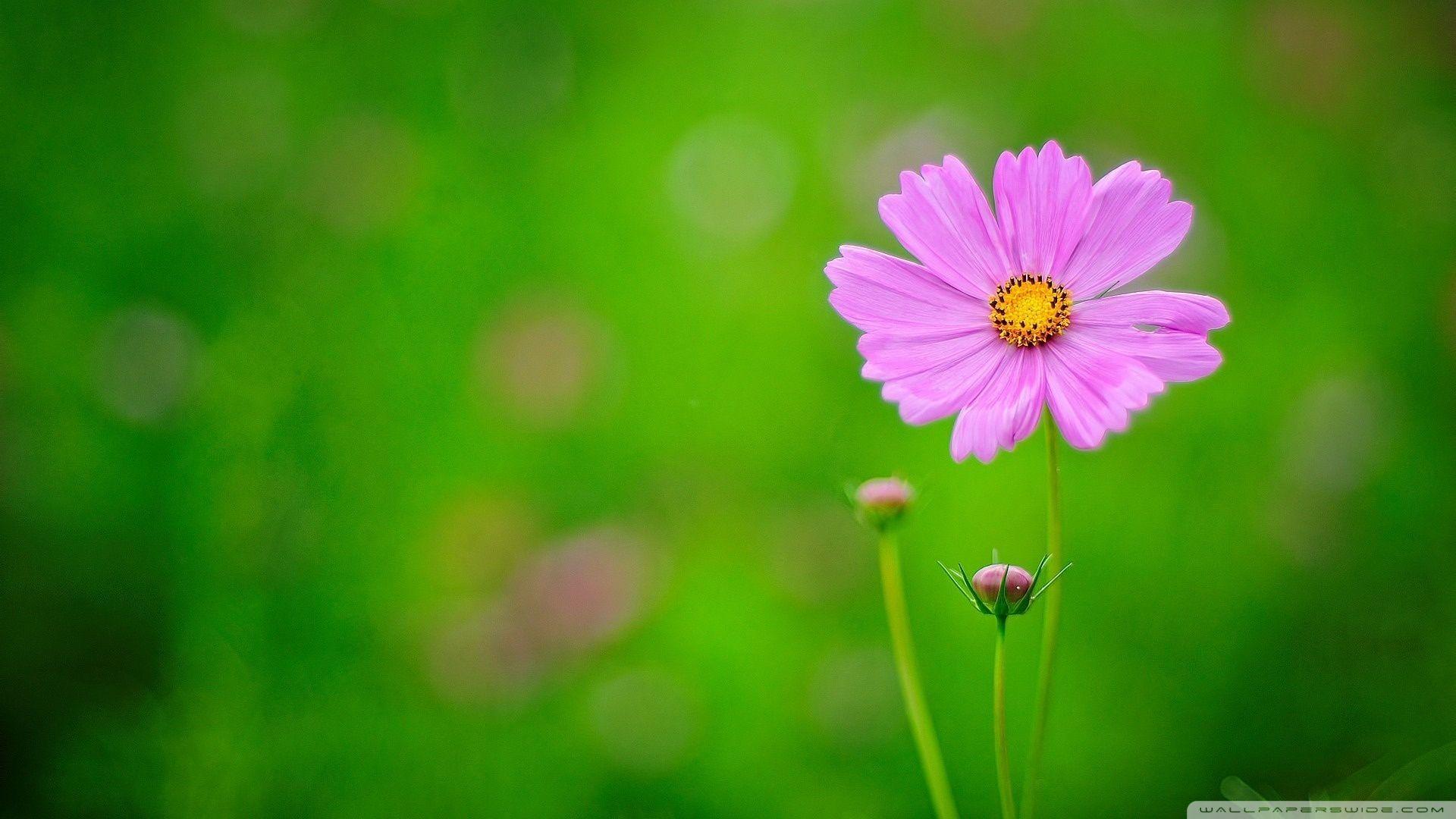 Pink and Green Flowers Wallpapers Top Free Pink and Green Flowers