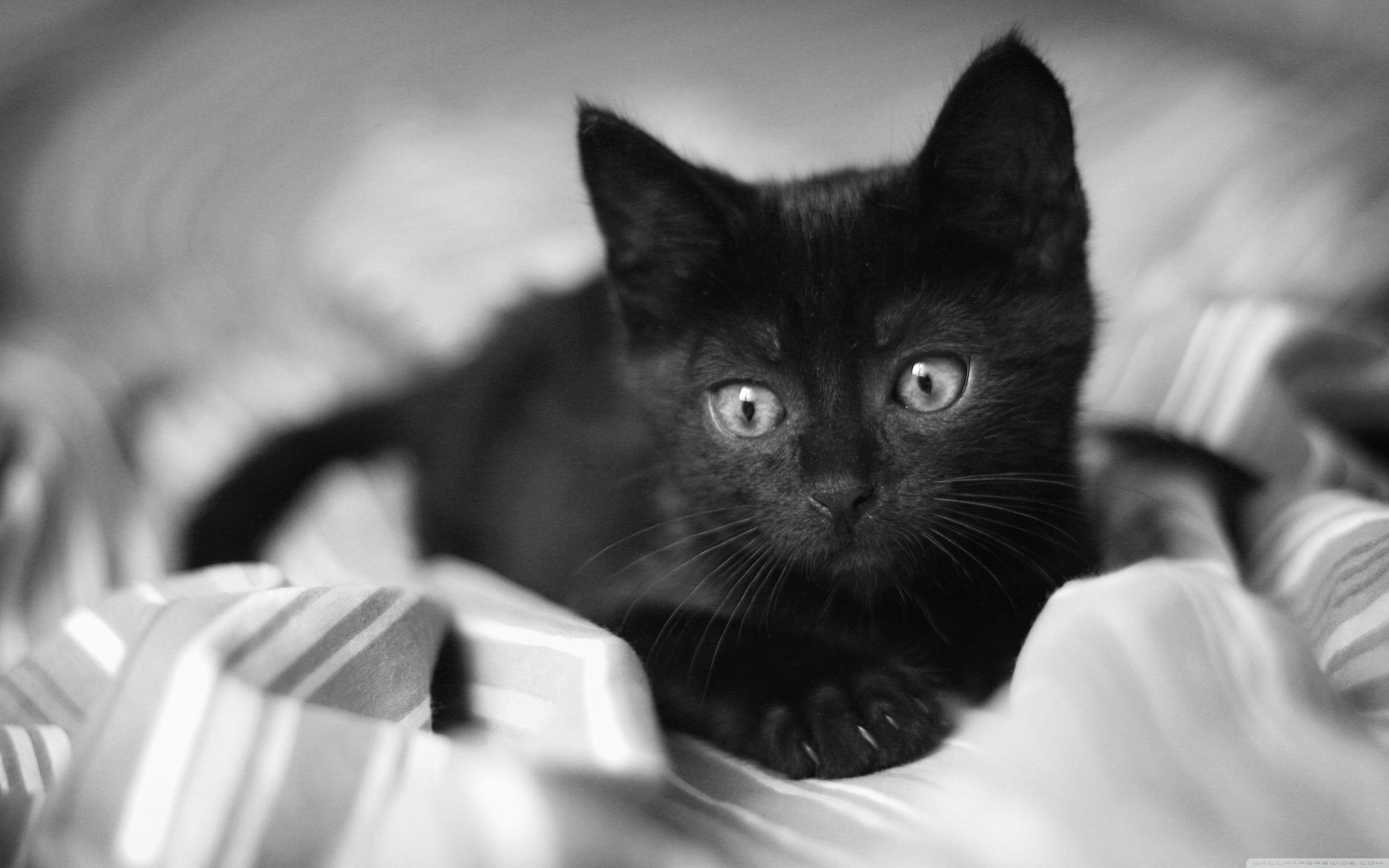 Black And White Kitten Wallpaper