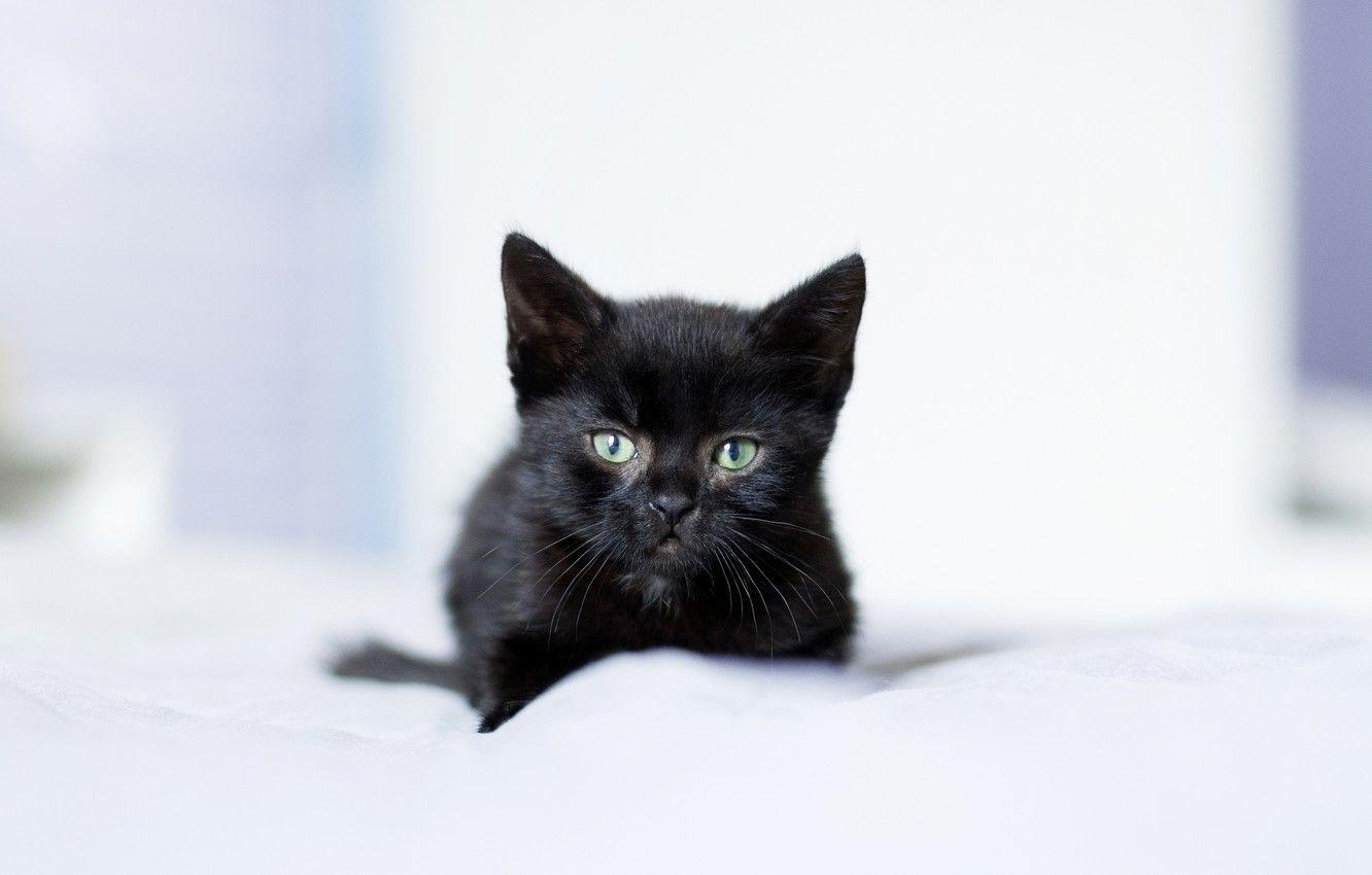 Black Kitten Wallpapers Top Free Black Kitten Backgrounds