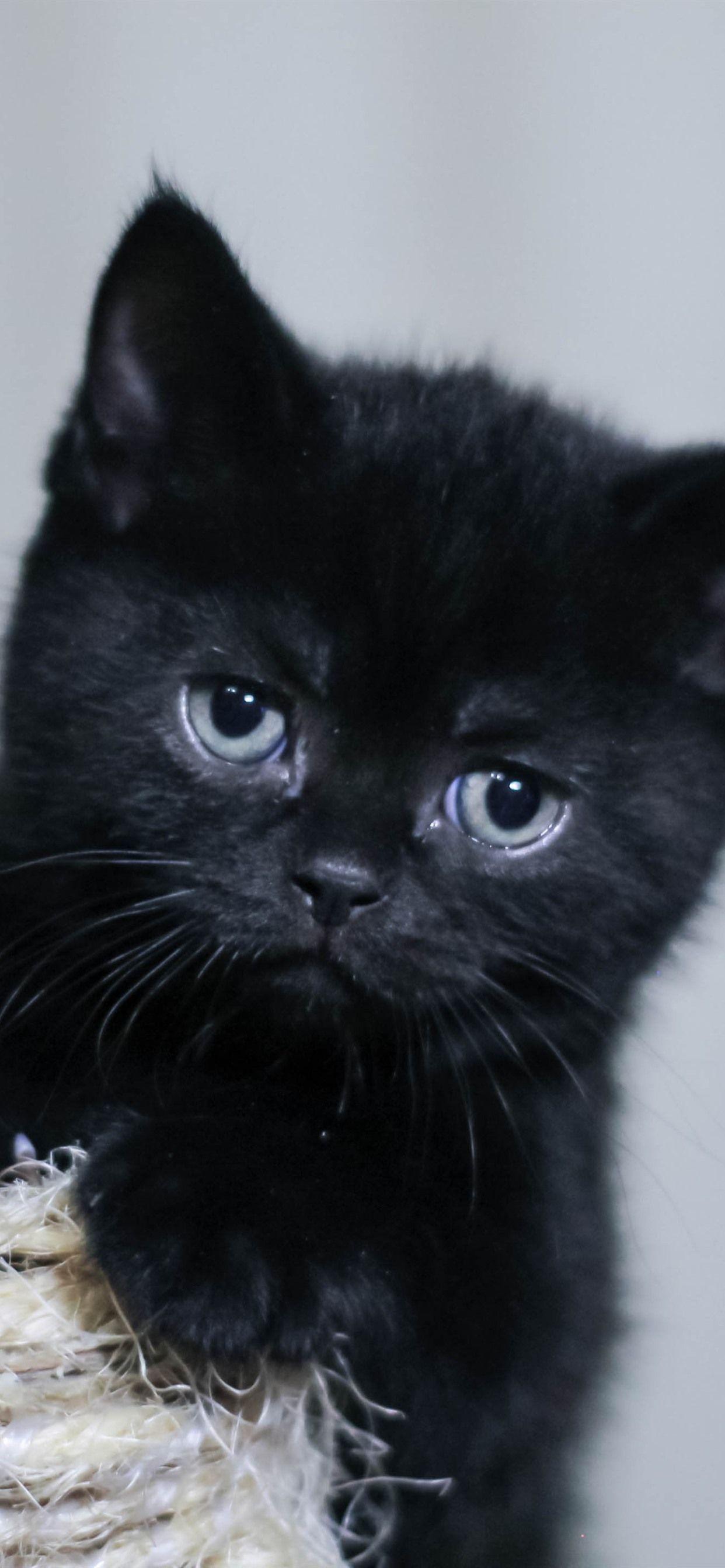 Black Kitten Wallpapers Top Free Black Kitten Backgrounds