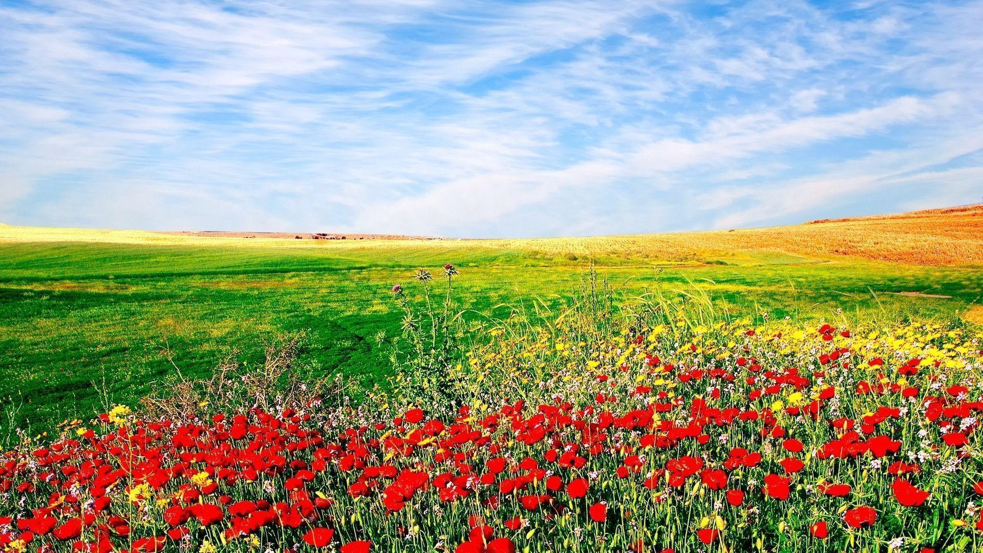 Flower Field Wallpapers Top Free Flower Field Backgrounds WallpaperAccess