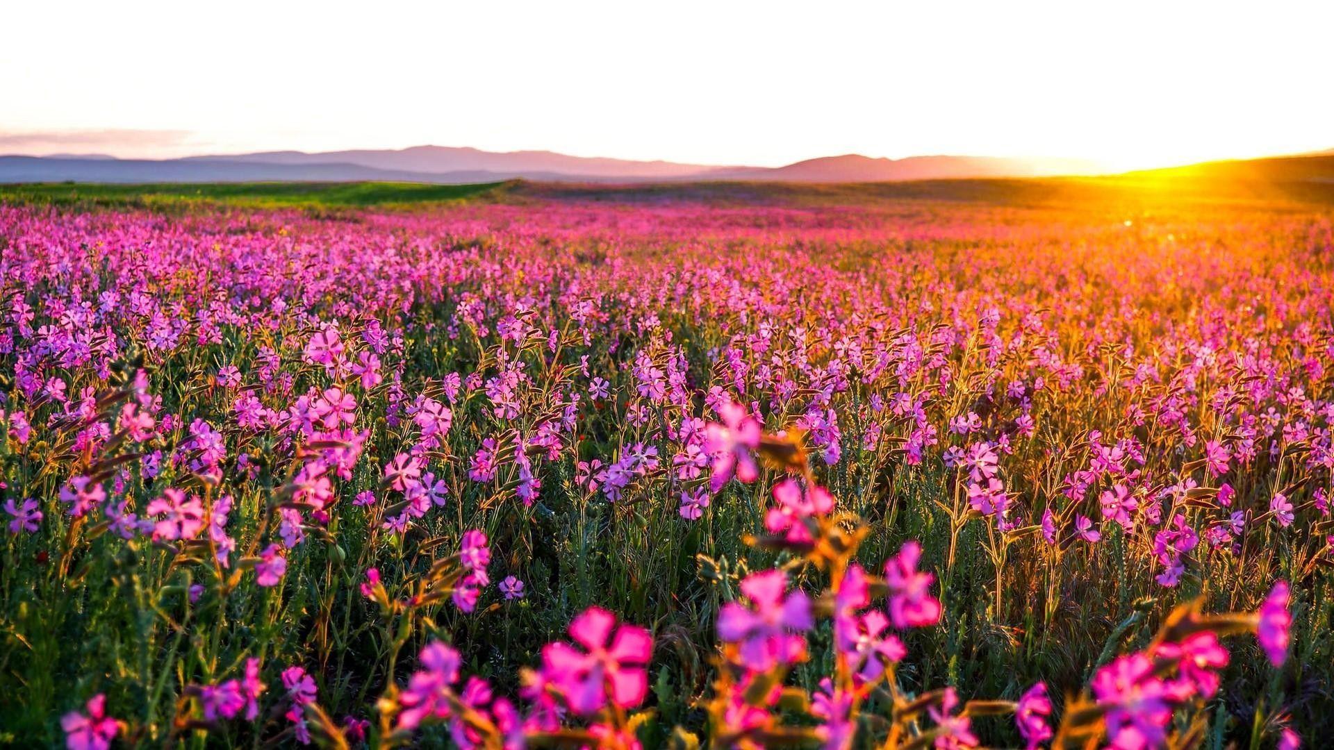 Flower Field Wallpapers Top Free Flower Field Backgrounds
