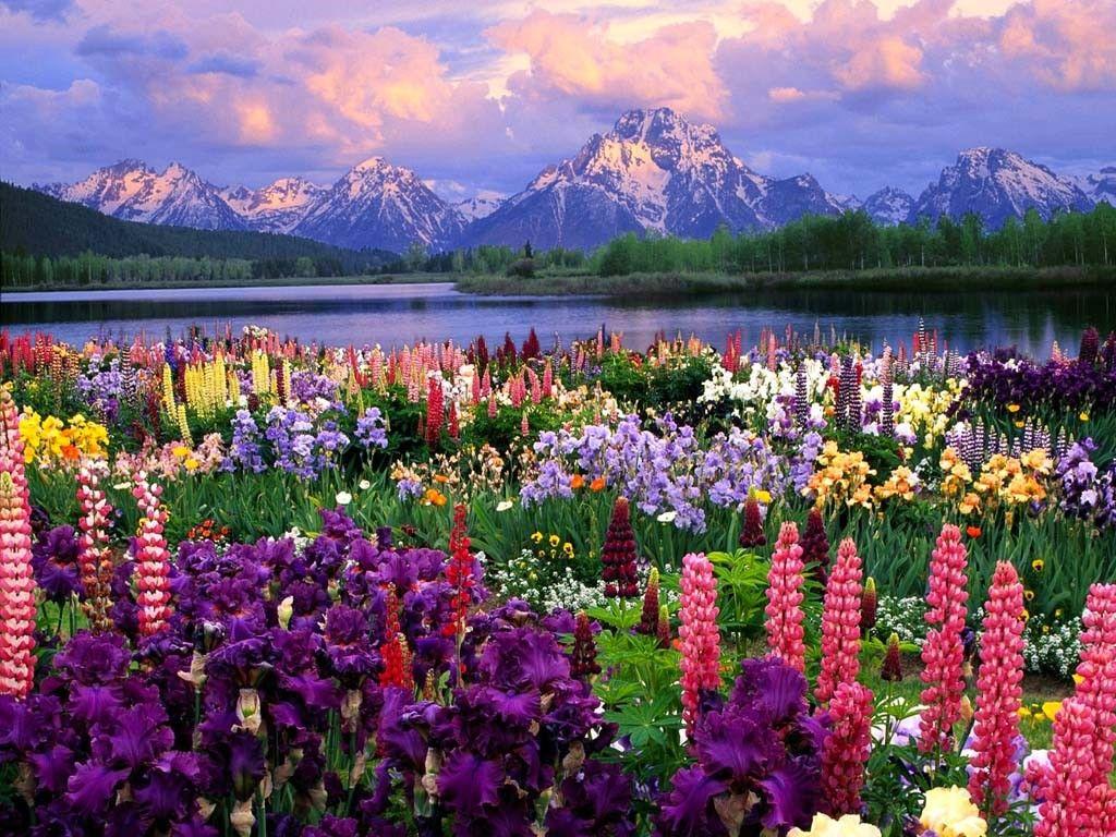 Field of Flowers Wallpapers Top Free Field of Flowers Backgrounds