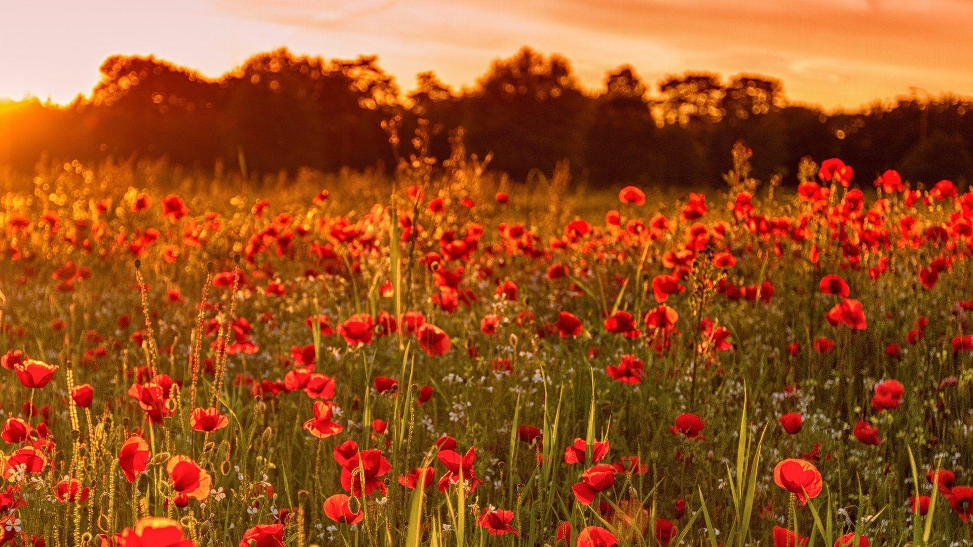 Flower Field Wallpapers Top Free Flower Field Backgrounds WallpaperAccess