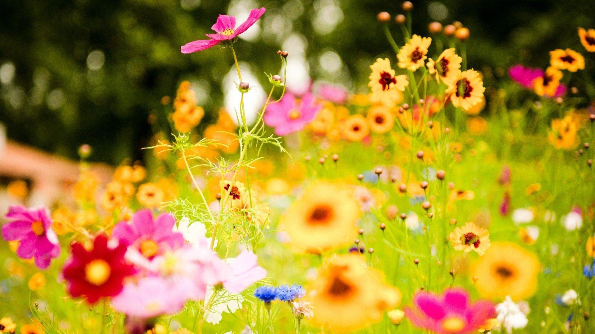 Flower Field Wallpapers Top Free Flower Field Backgrounds
