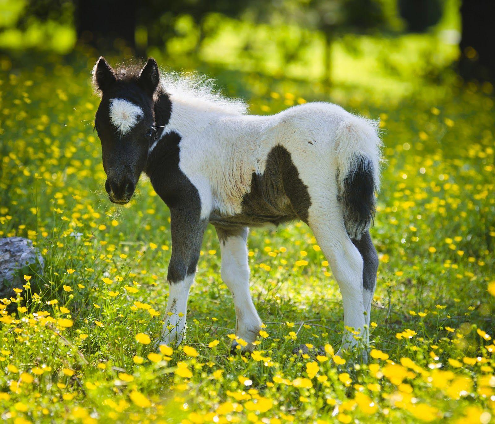 Cute Baby Horse Pictures