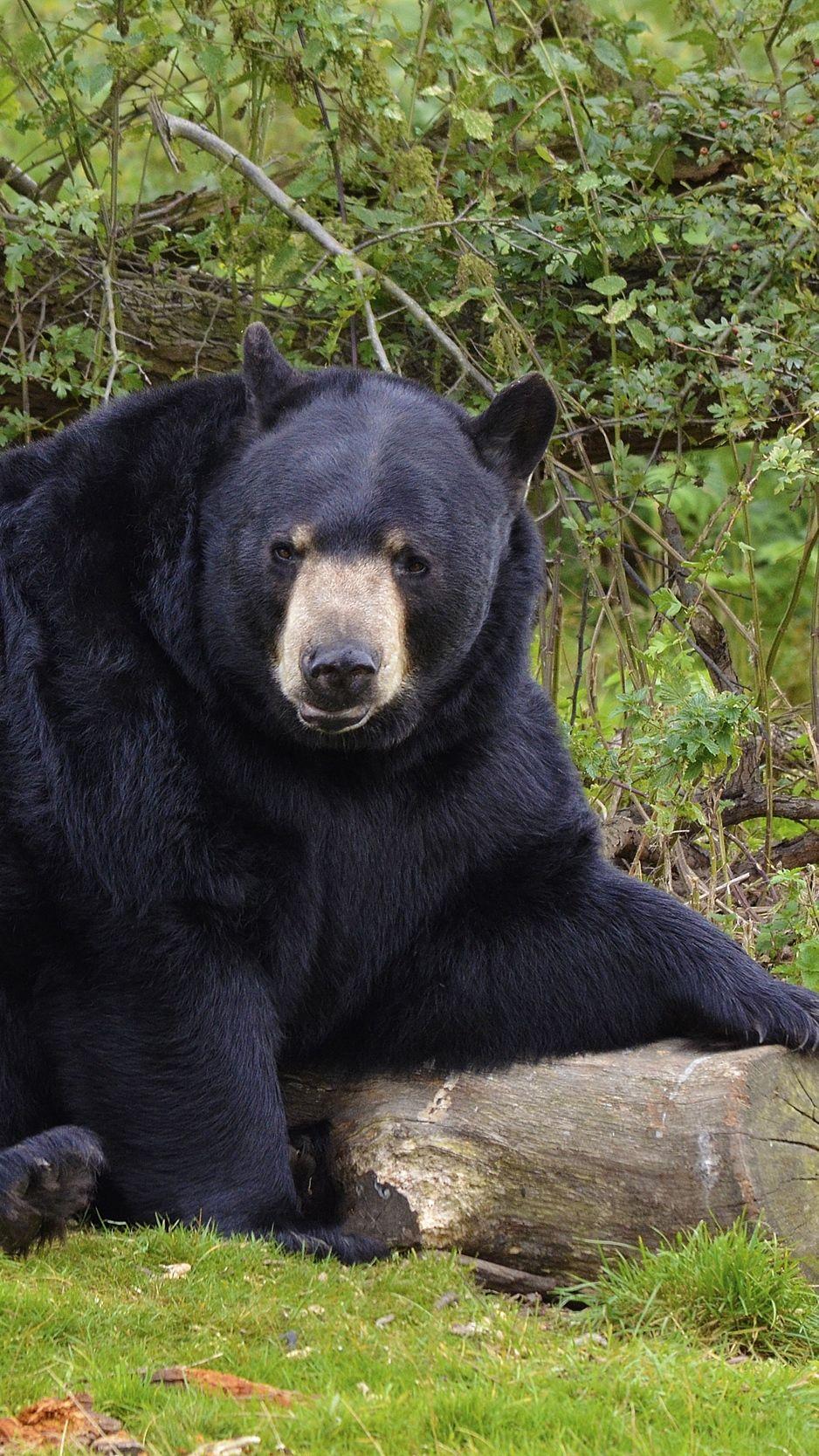 Black Bear iPhone Wallpapers Top Free Black Bear iPhone Backgrounds