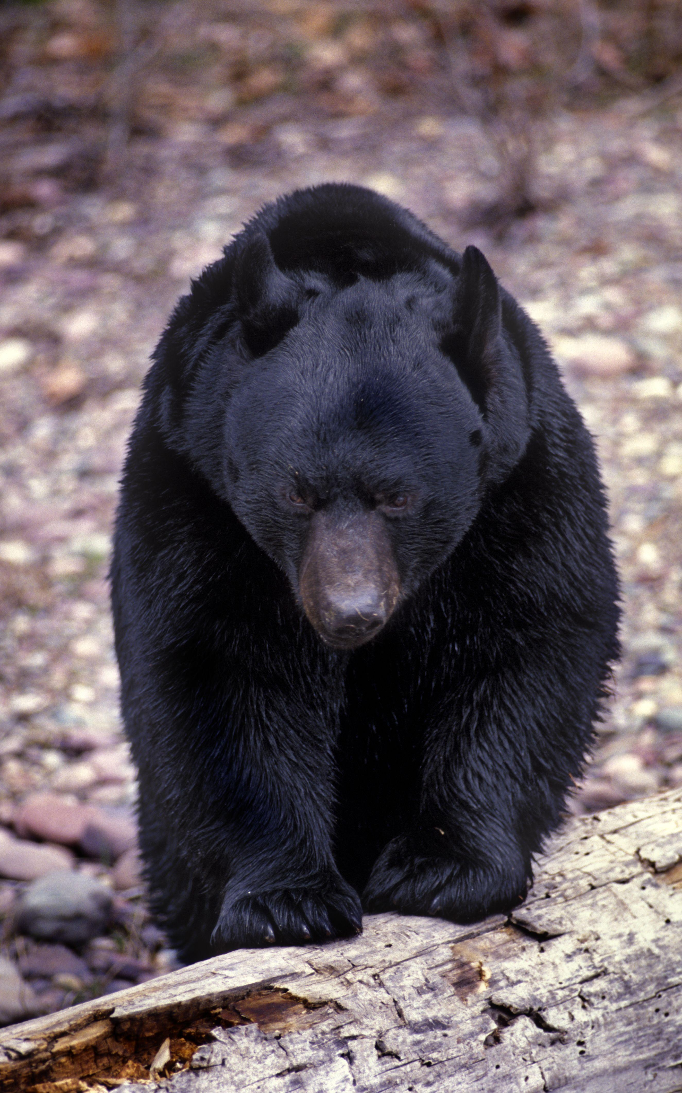 Black Bear iPhone Wallpapers Top Free Black Bear iPhone Backgrounds