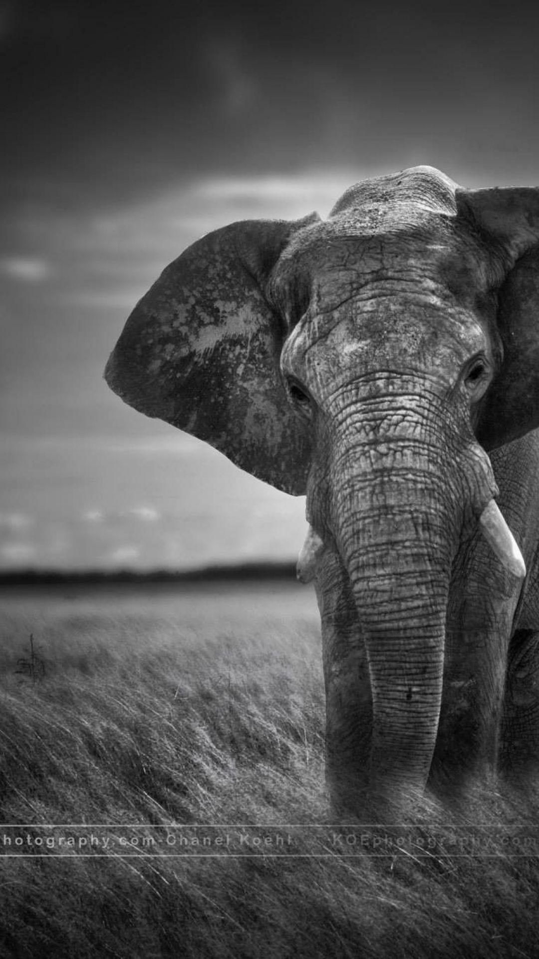 Black Elephant Wallpapers Top Free Black Elephant Backgrounds