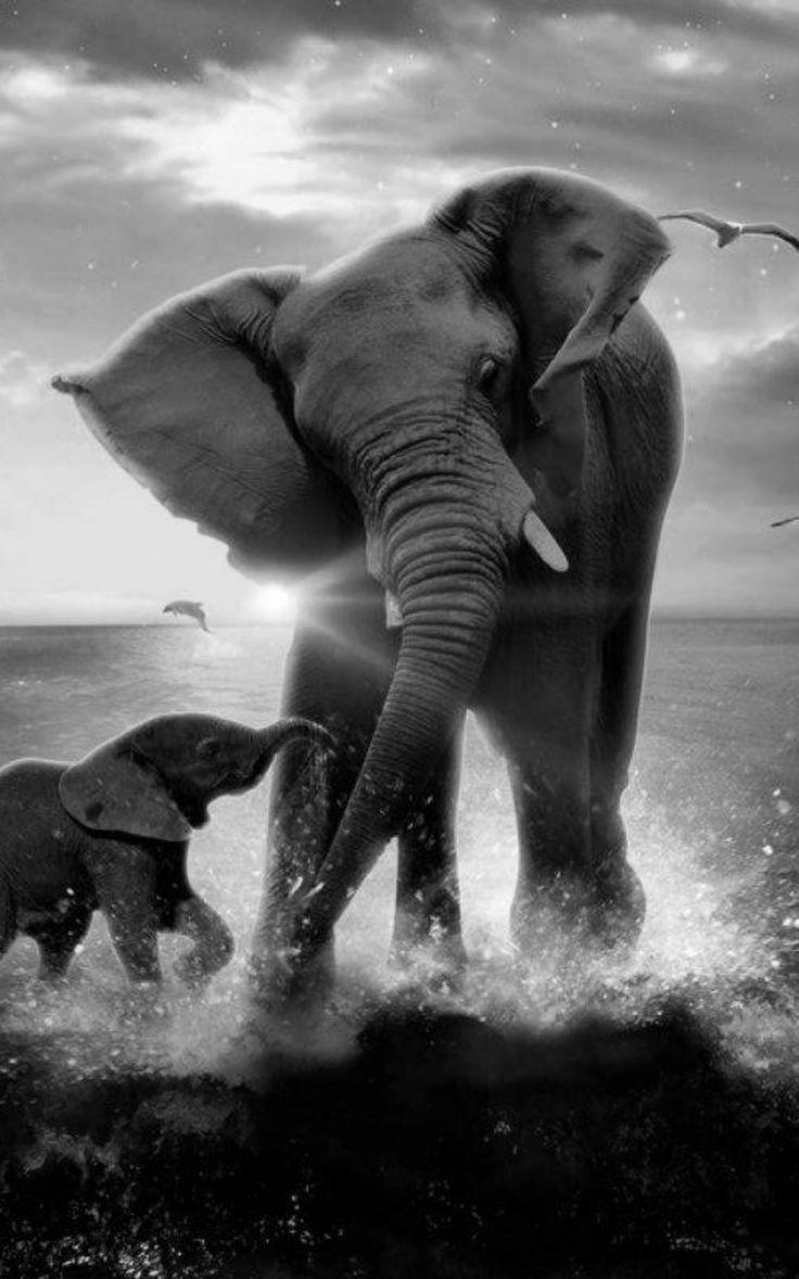 Black Elephant iPhone Wallpapers Top Free Black Elephant iPhone