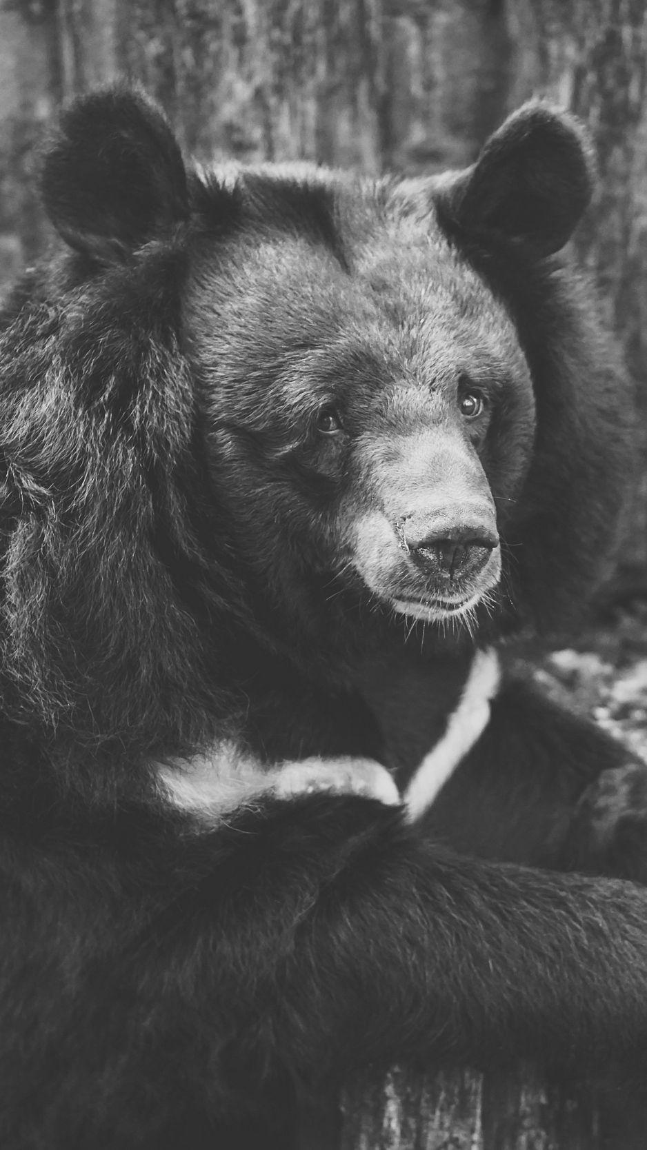 Bear iPhone Wallpapers Top Free Bear iPhone Backgrounds WallpaperAccess