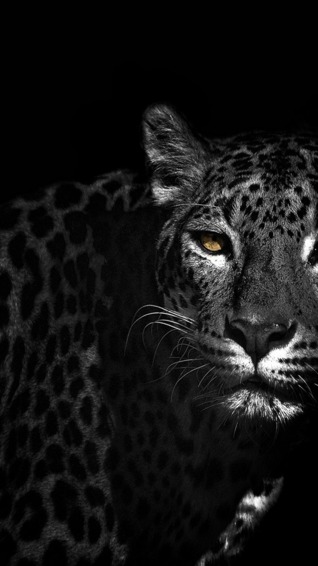 Animal Black Wallpapers Top Free Animal Black Backgrounds