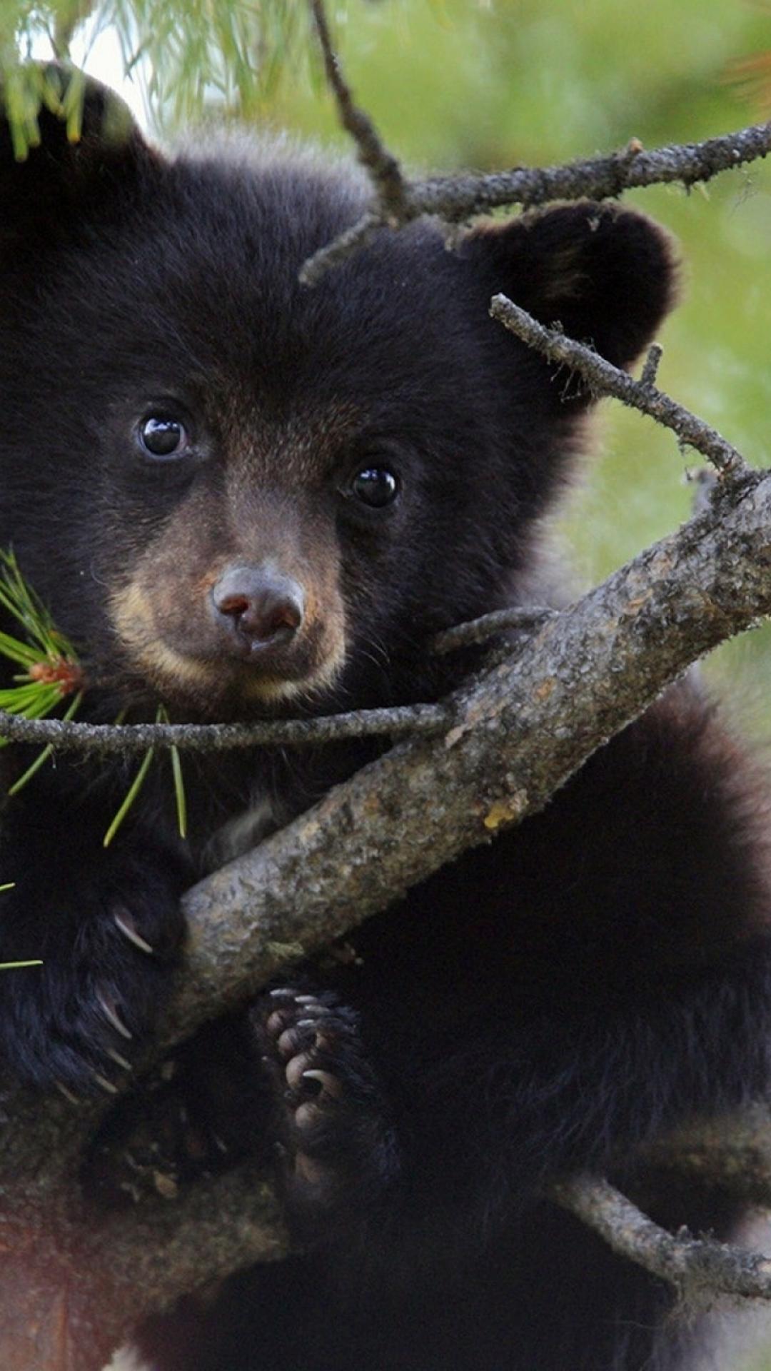 Black Bear iPhone Wallpapers Top Free Black Bear iPhone Backgrounds