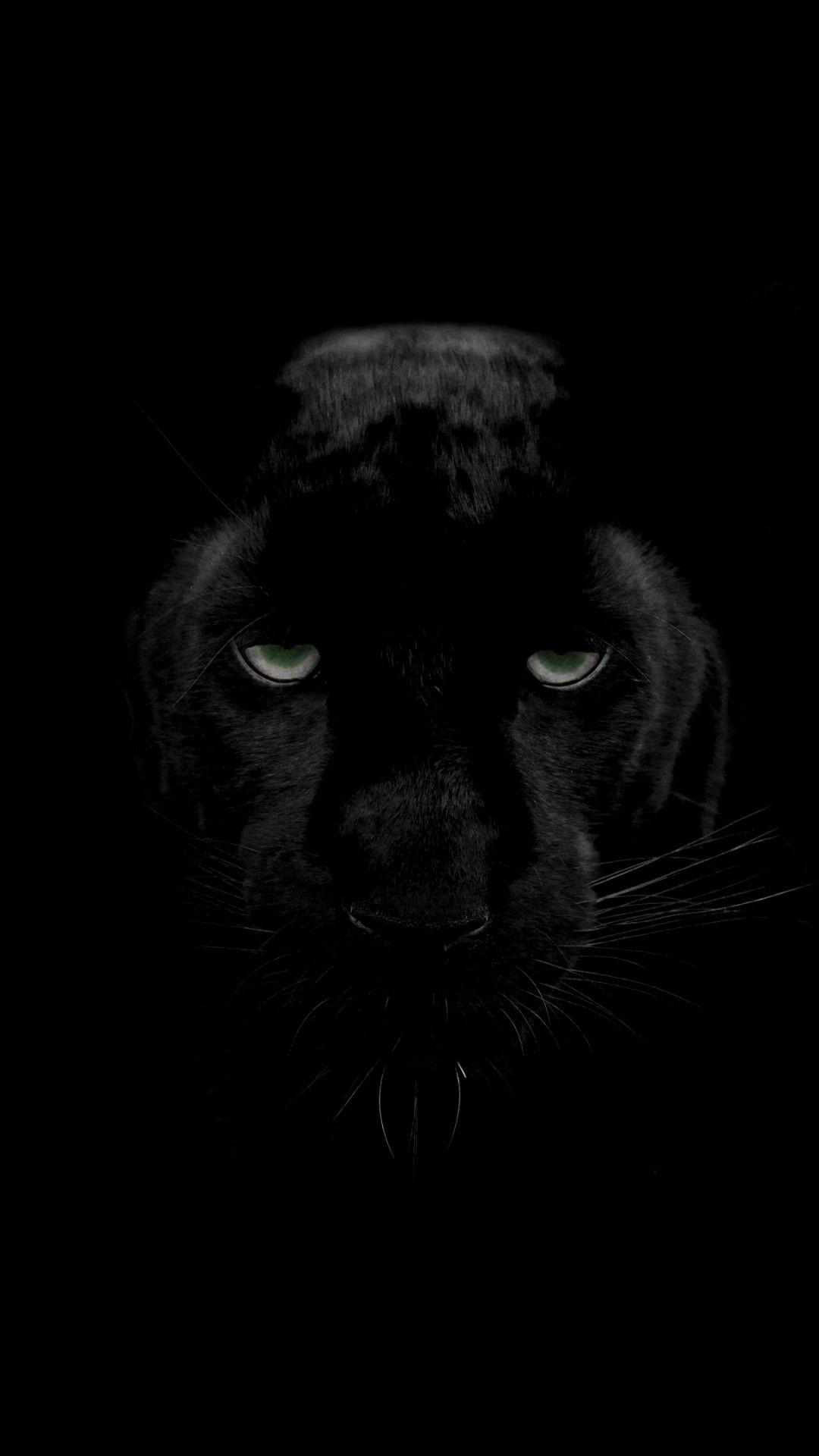 Black Panther Animal iPhone Wallpapers Top Free Black Panther Animal