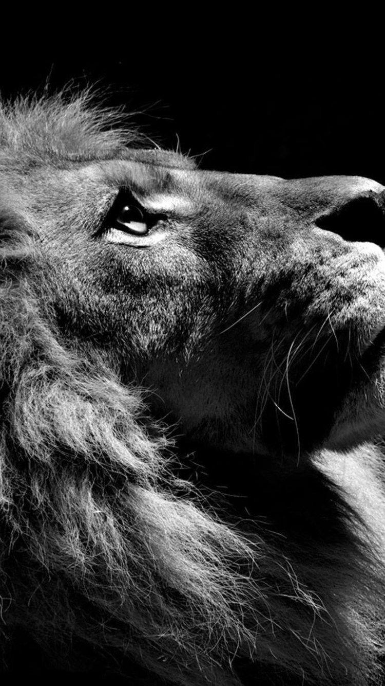 Black Lion Hd Wallpaper For Iphone
