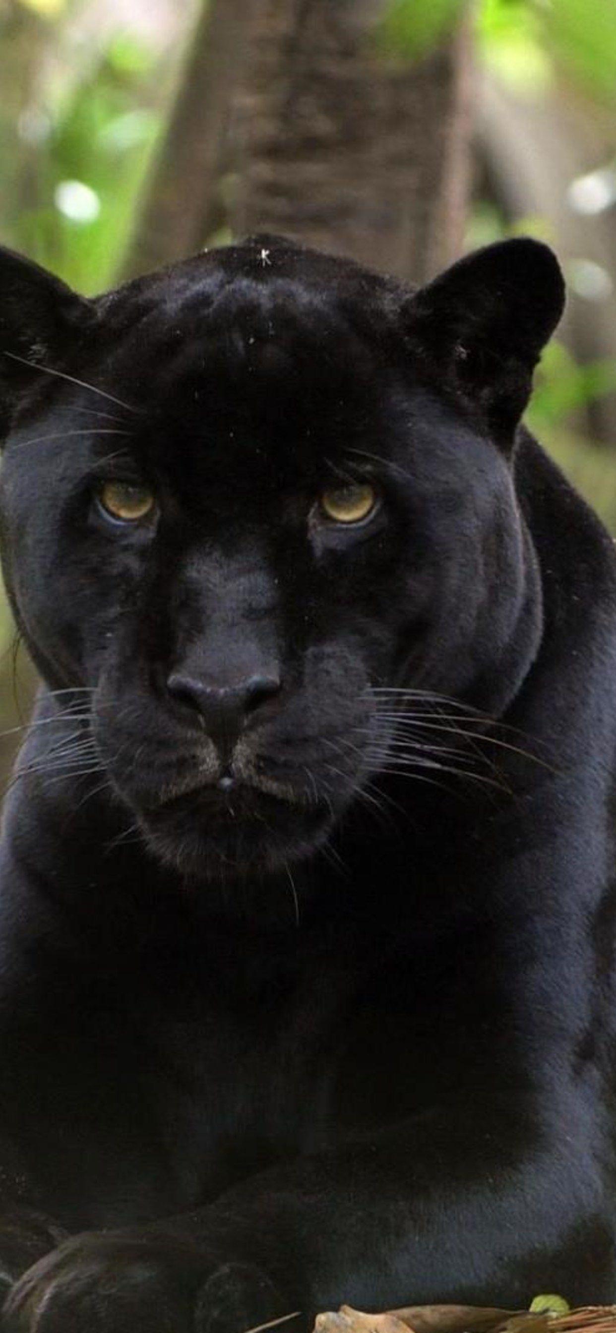 Black Panther Animal iPhone Wallpapers Top Free Black Panther Animal iPhone Backgrounds