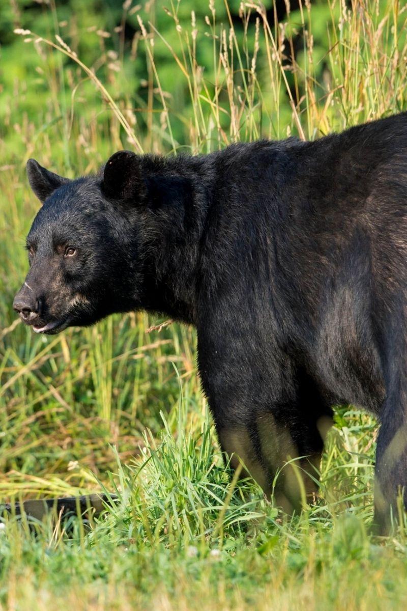 Black Bear iPhone Wallpapers Top Free Black Bear iPhone Backgrounds