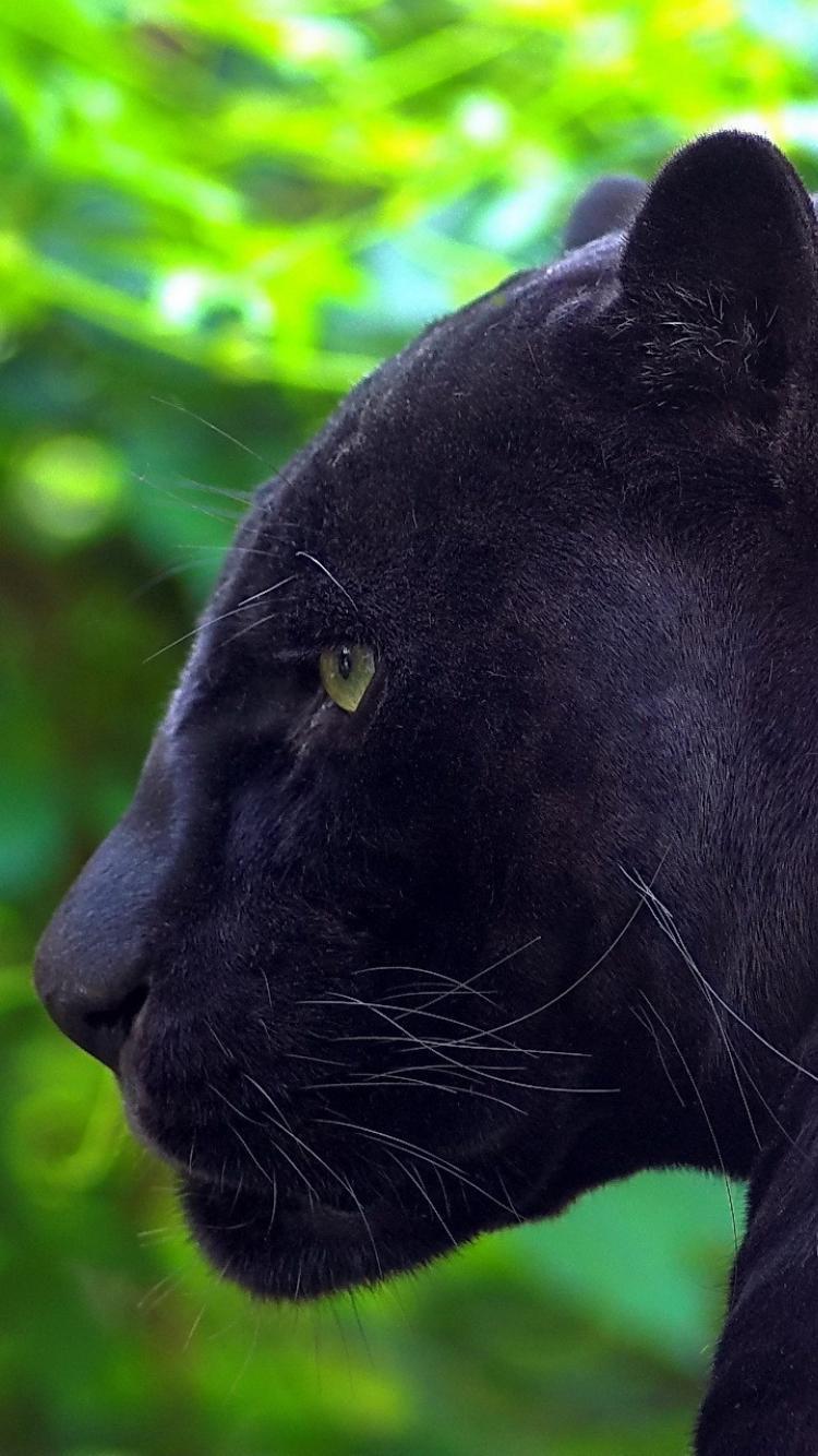 Black Panther Animal iPhone Wallpapers Top Free Black Panther Animal