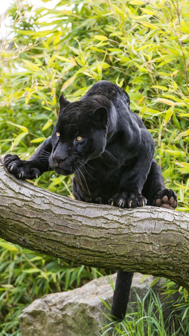 Black Panther Animal iPhone Wallpapers Top Free Black Panther Animal