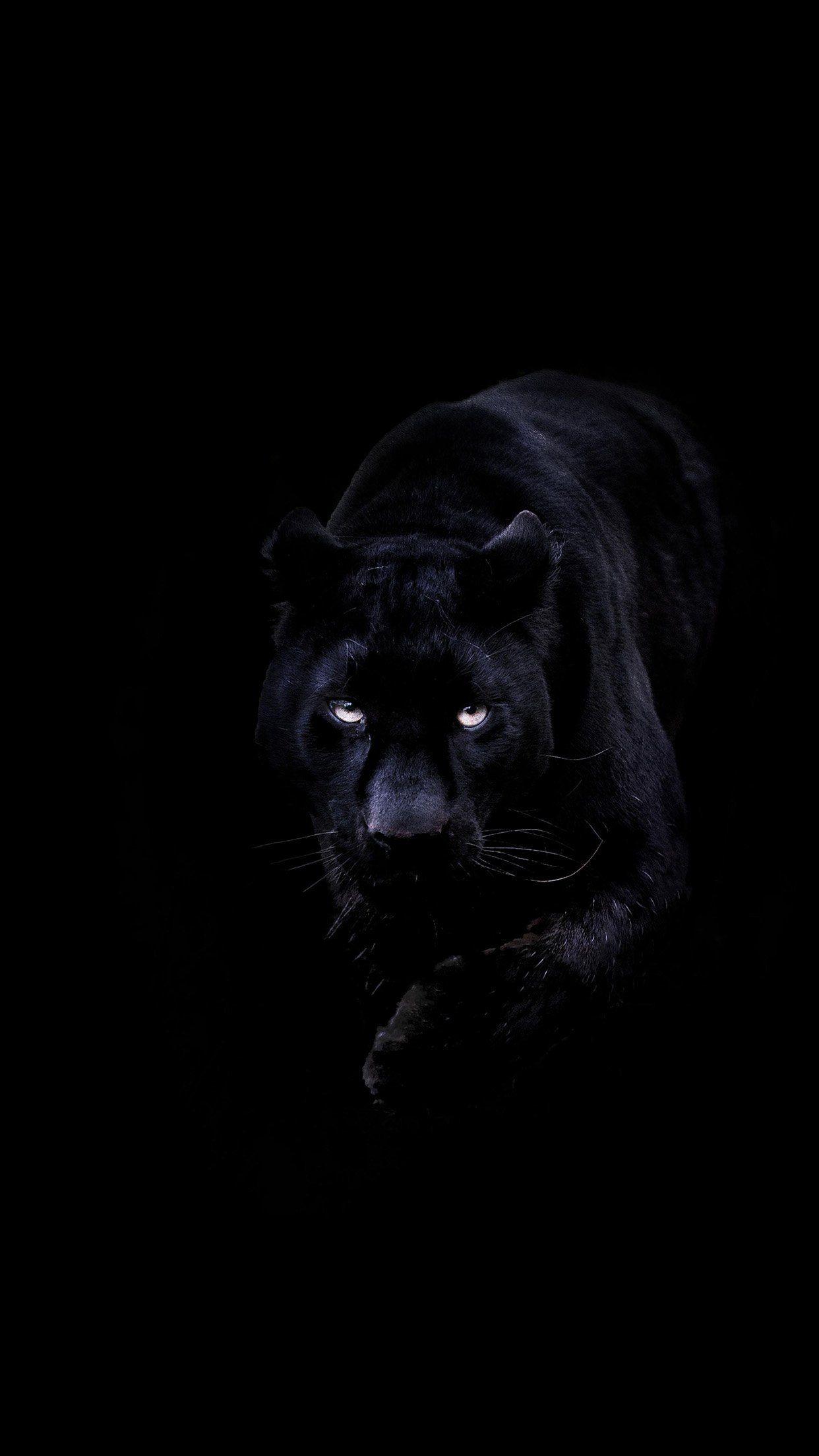 Black Panther Animal iPhone Wallpapers Top Free Black Panther Animal