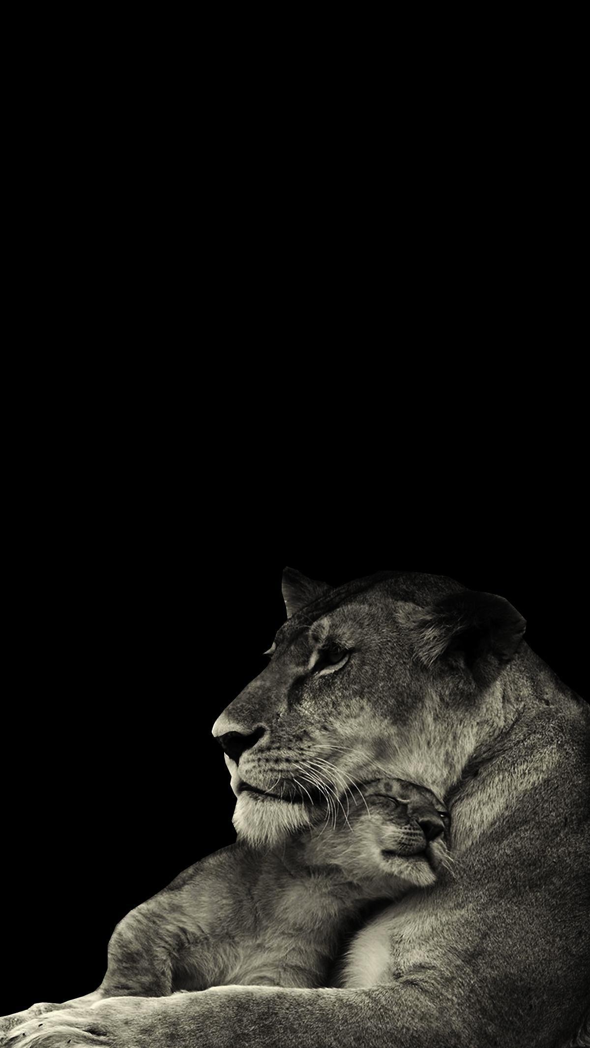 Black Lion iPhone Wallpapers Top Free Black Lion iPhone Backgrounds